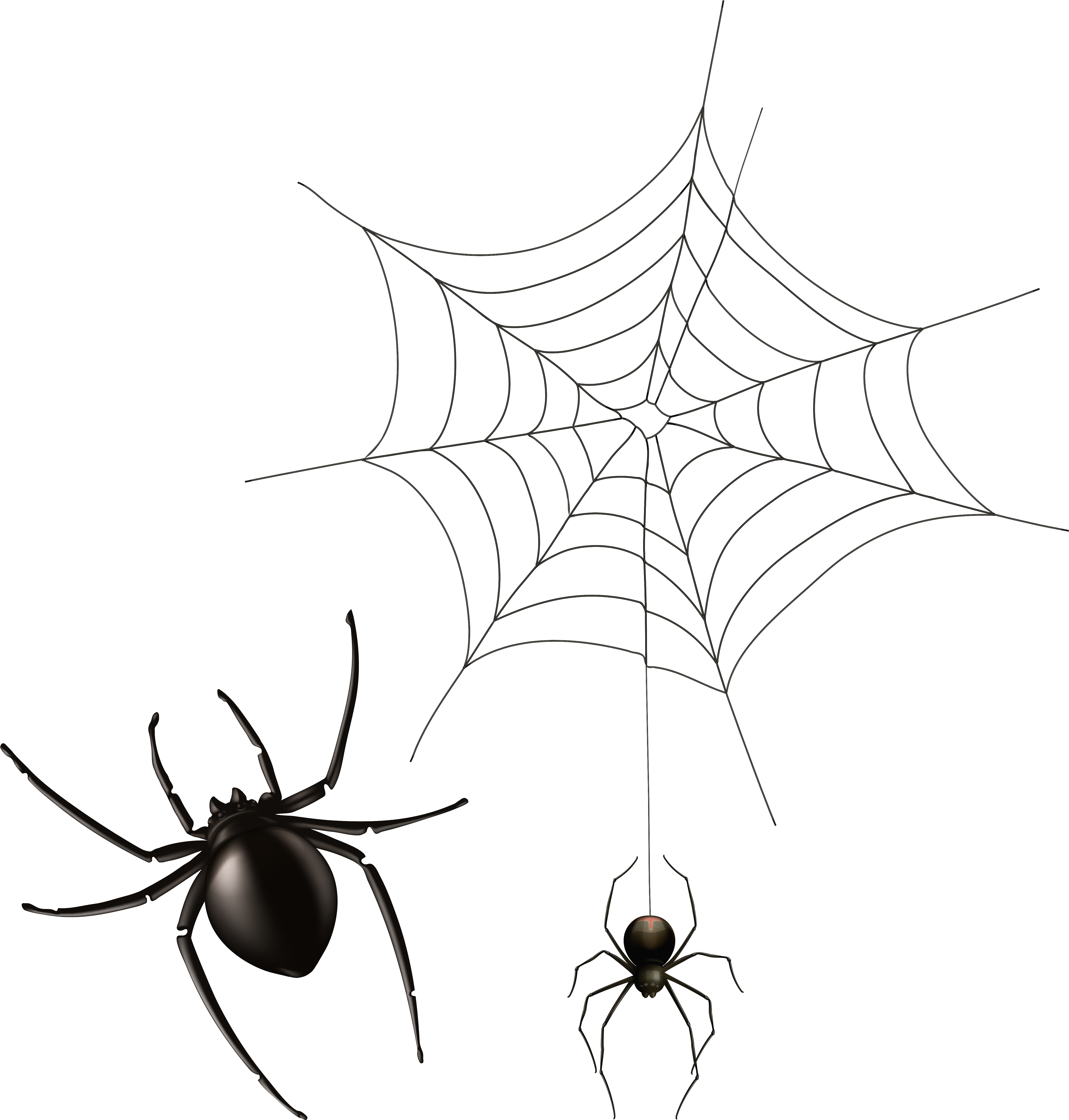 Wallpaper #IHd9JpMB-pgBXx606qKg68 Cob Web Png Transparent Background Spiders Png Clipart Full Size