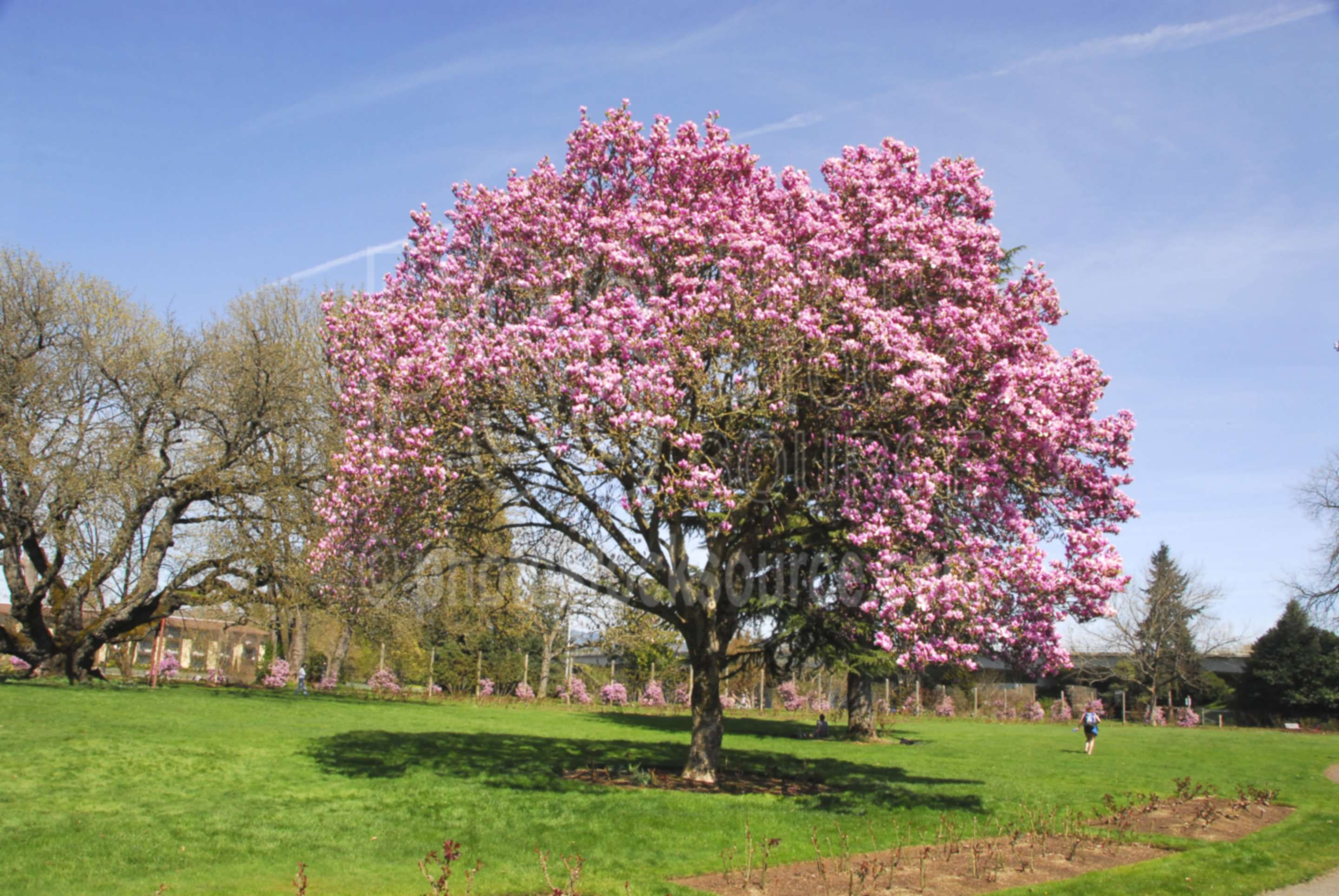 Wallpaper #35F56 Pink Magnolia Trees Crazy for Gardening