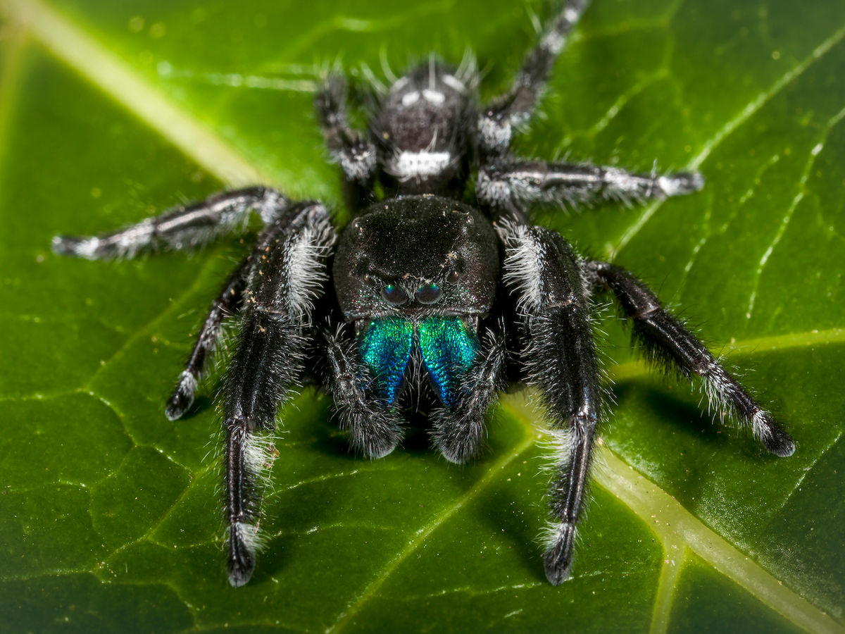Wallpaper #wmfS65IBSpphPi3-9k4K80 Jumping Spider Alchetron the Free Social Encyclopedia