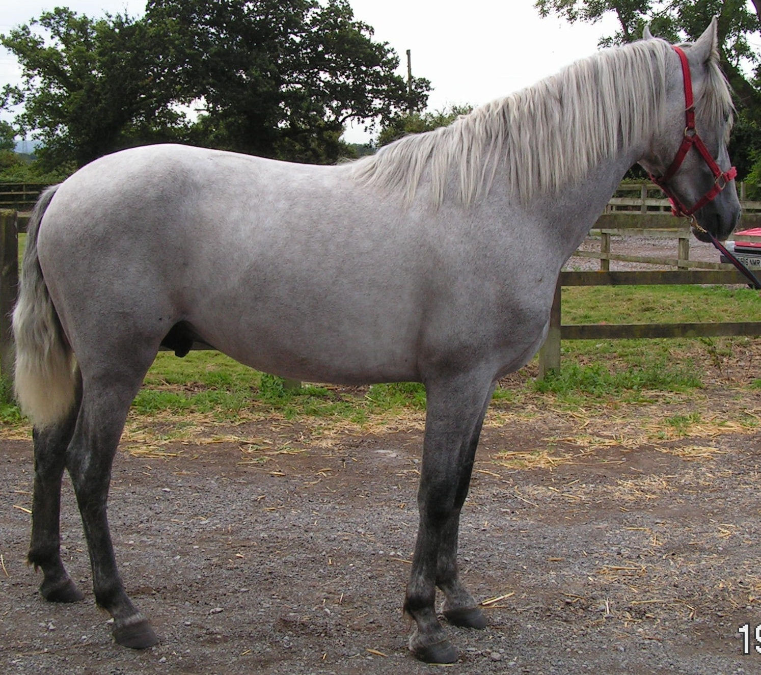 Wallpaper #ovBcgJcBi4JM6agGYCEx4 Light Gray Horse