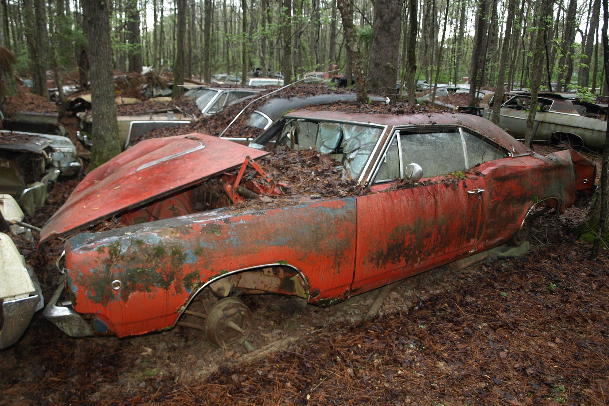 Wallpaper #xRkZK48BtGB6xQ78HYwu30 Abandoned in the Forest a Road Runner and Super Bees Rot Away Under