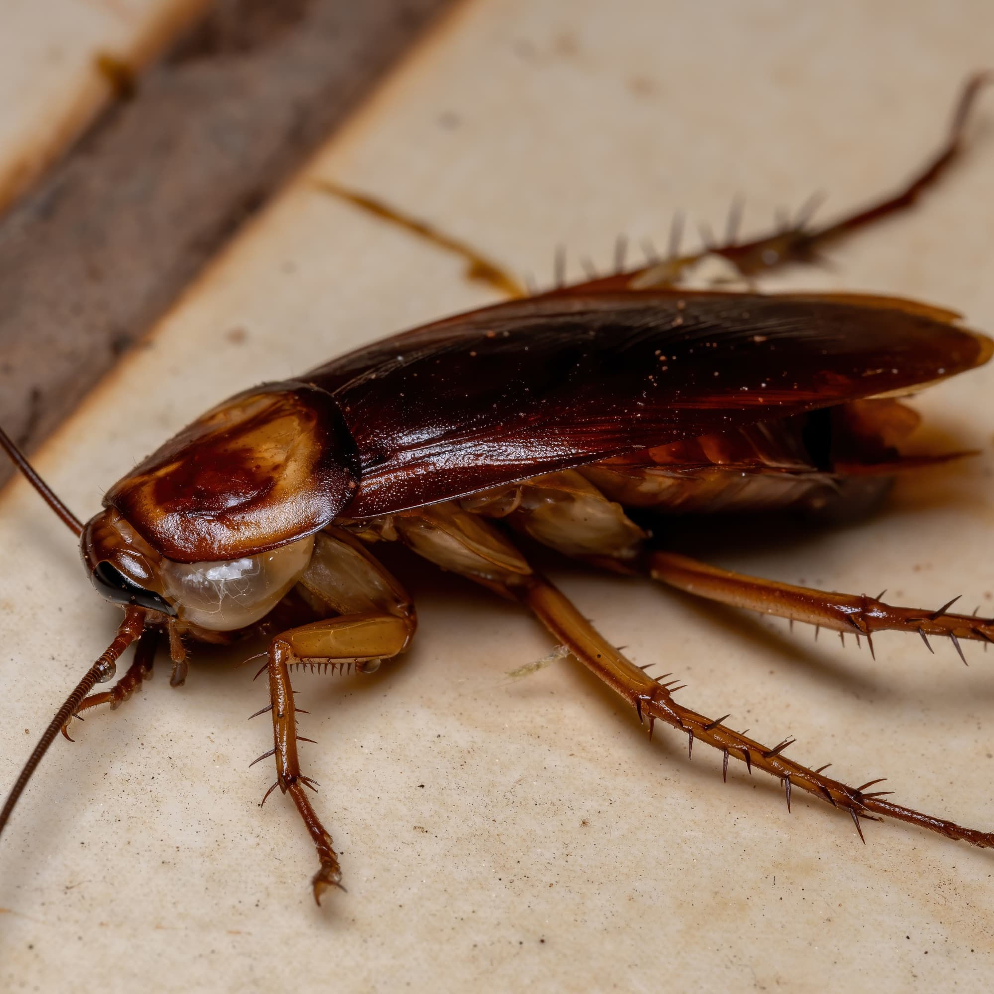 Wallpaper #SWdXCpMBSpphPi3-q9Qk419 American Cockroach James River Pest Solutions
