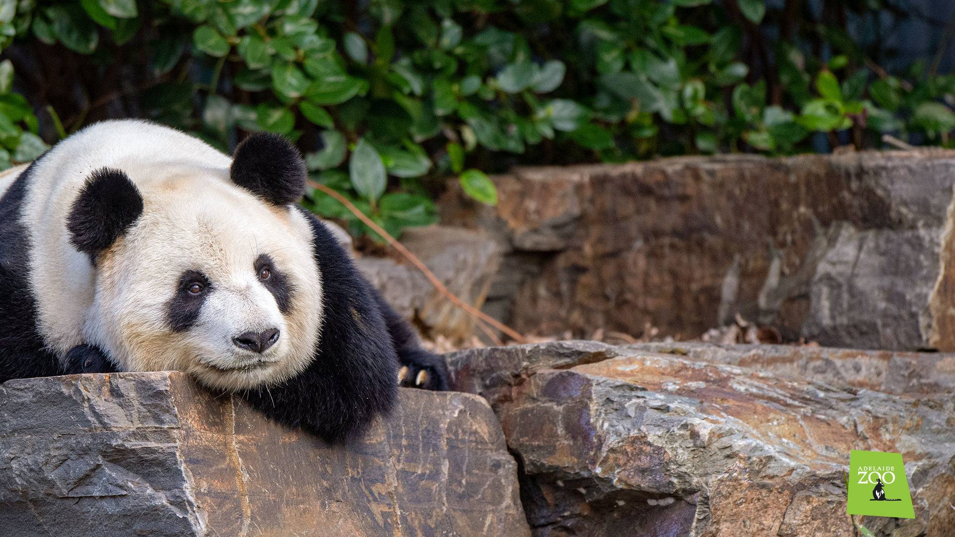 Wallpaper #7HcHKJMB-pgBXx60z6g39 Panda Zoom Background