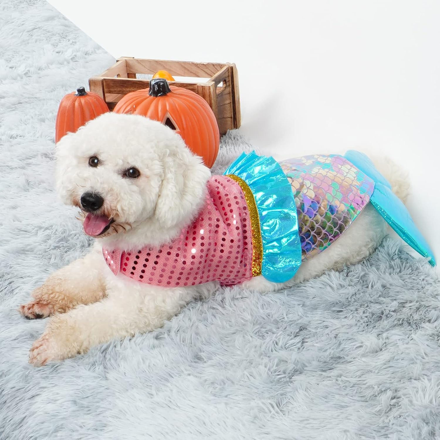 Wallpaper #4WiTH5MBSpphPi3-kStI212 10 Fun Pet Halloween Costumes for Dogs and Cats Drugstore Divas