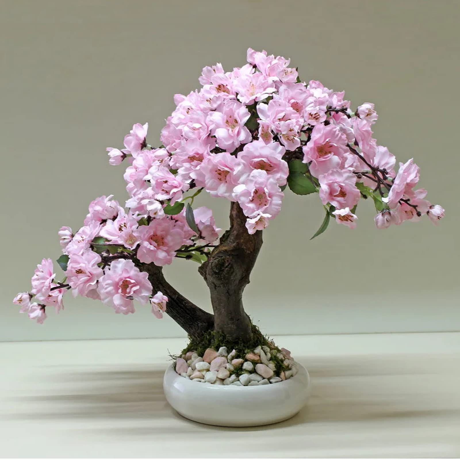 Wallpaper #jWdLE5MBSpphPi3-Rv-o346 Pink Bonsai Tree Ubicaciondepersonascdmxgobmx