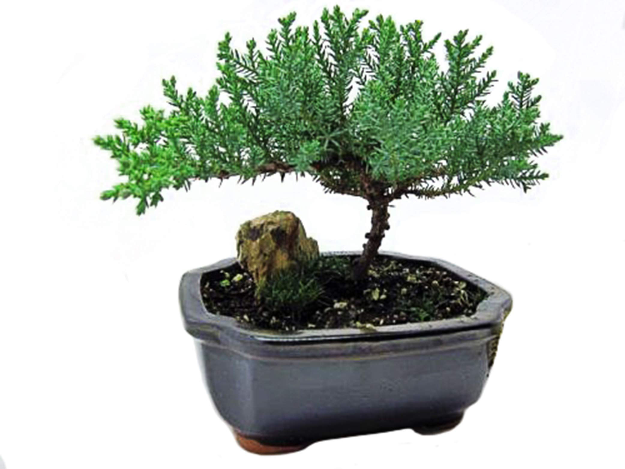 Wallpaper #jWdLE5MBSpphPi3-Rv-o307 Juniper Bonsai Tree Ubicaciondepersonascdmxgobmx