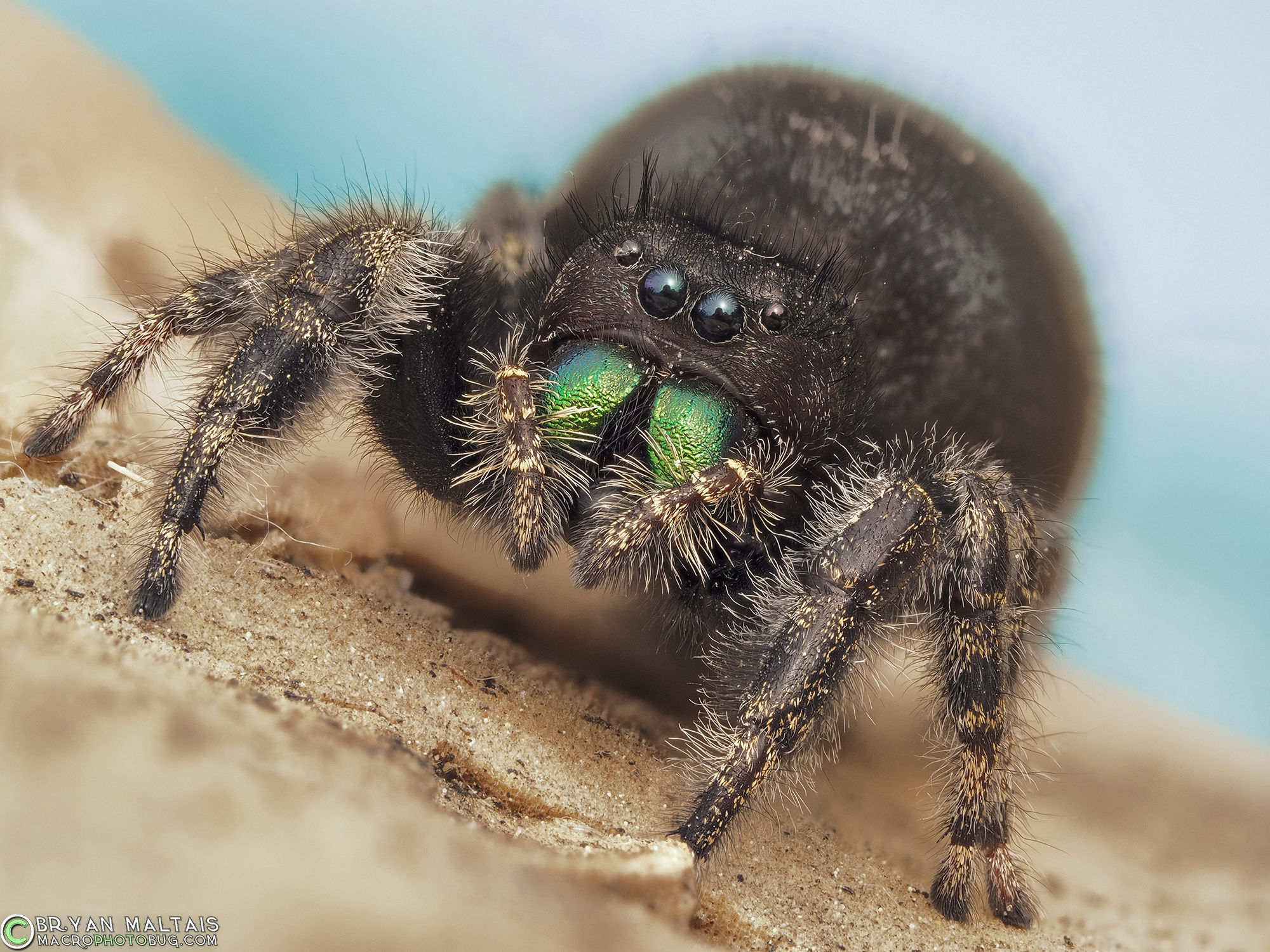 Wallpaper #wWeM-5IBSpphPi3-WJSY178 Enlargement Ray Zaps Jumping Spider Size of House