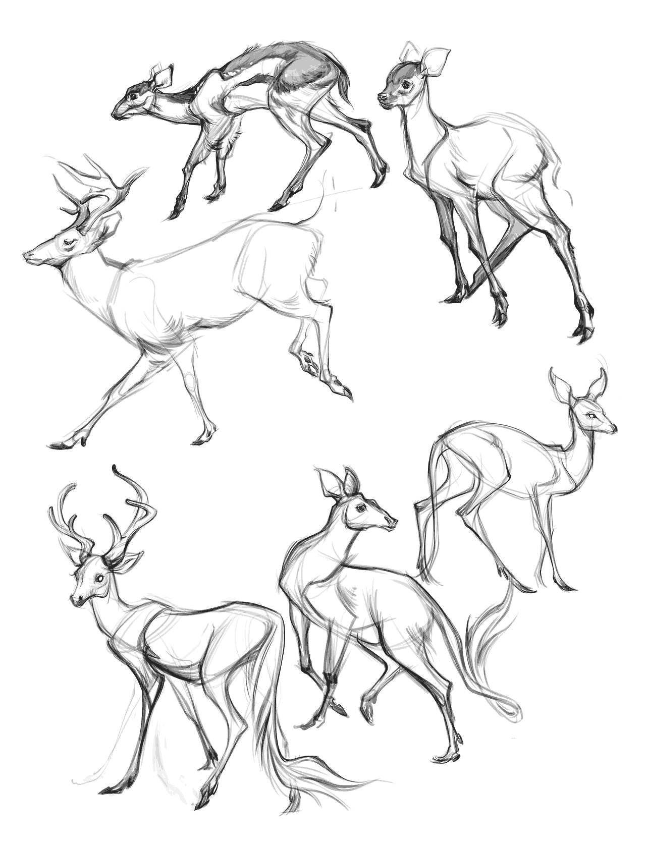 Wallpaper #FmiZE5MBSpphPi3-2gHs394 Deer Drawing Reference and Sketches for Artists