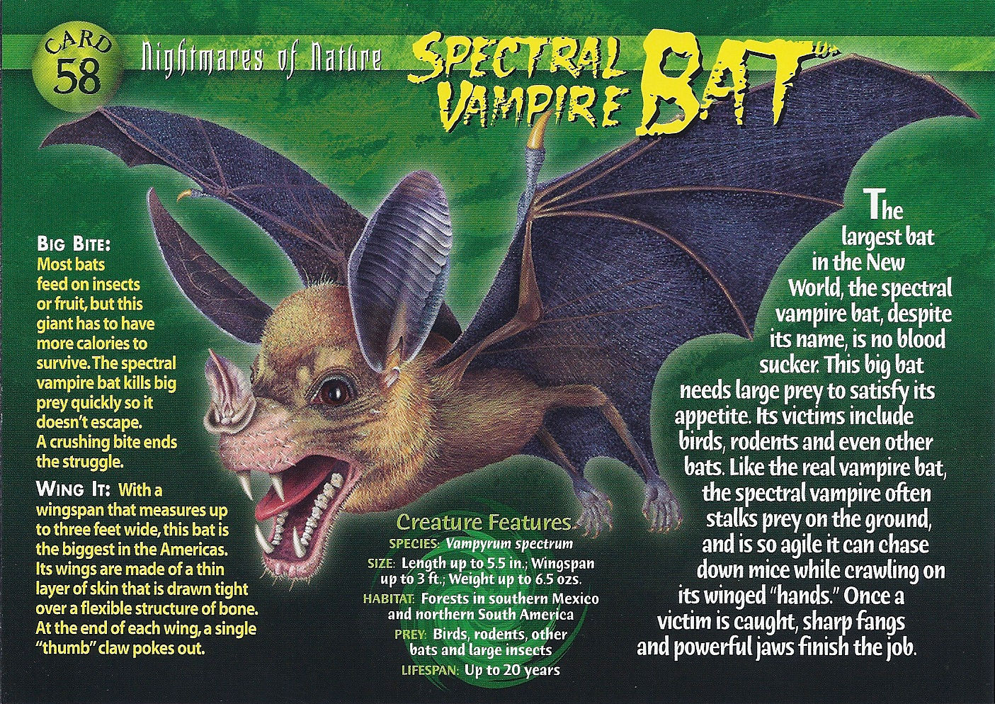 Wallpaper #dfTIOpMBKFX8bn3roXlL82 Spectral Vampire Bat Wierd Nwild Creatures Wiki