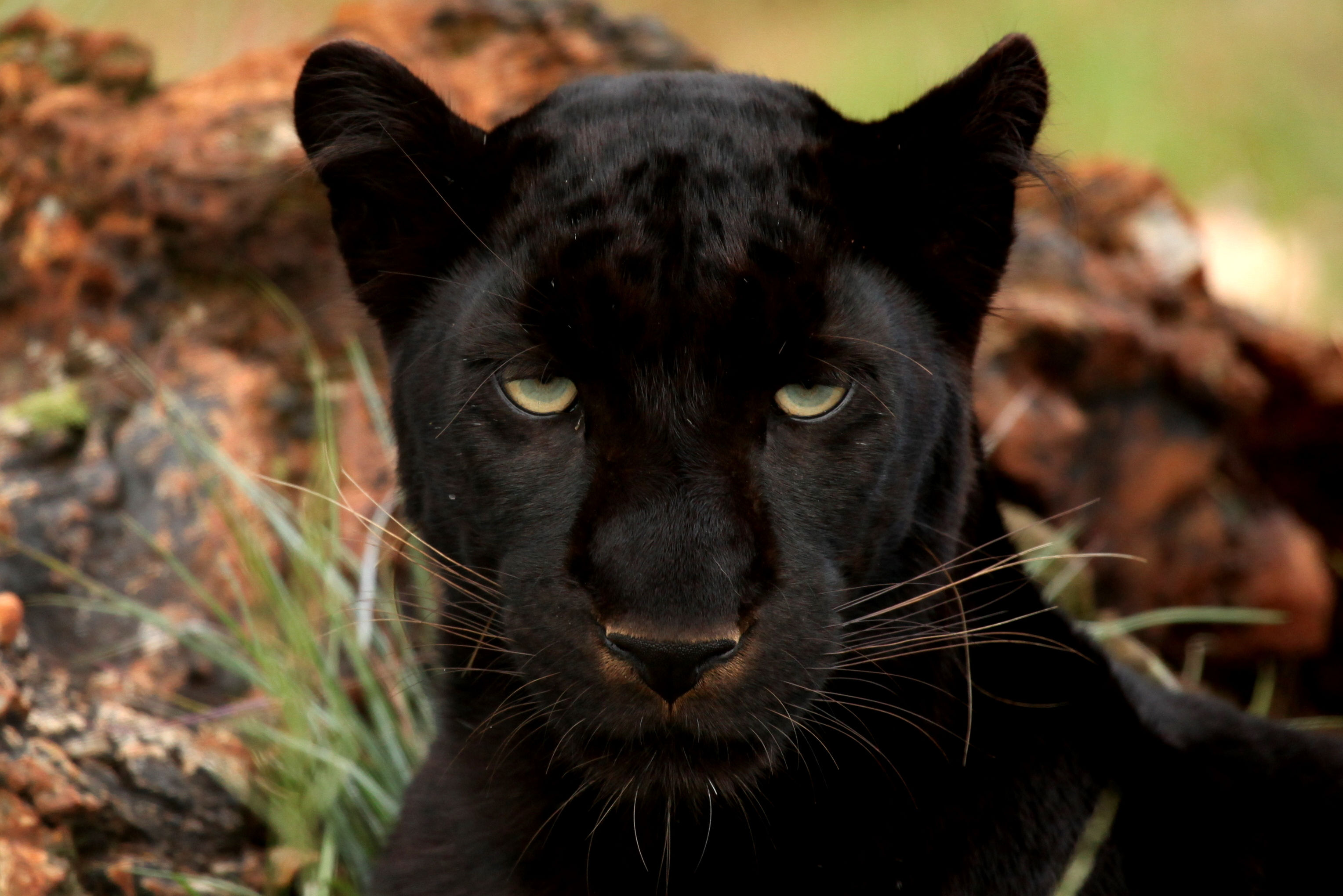 Wallpaper #6d884 The Black Panthers Vanguard of the Revolution Documentary About