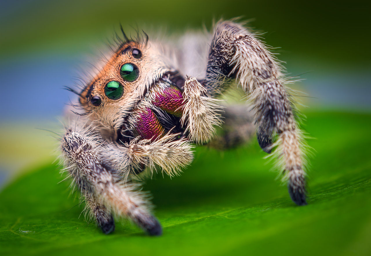 Wallpaper #e2dv9JIBSpphPi3-JXru23 Spider W Striped Legs Wesharepics