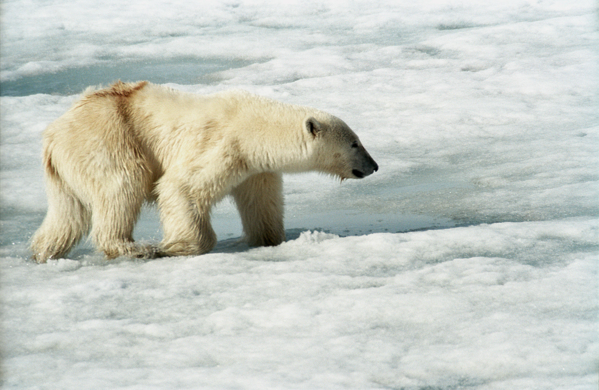 Wallpaper #3GcI-ZIBSpphPi3-g4to261 Filepolar Bear Js 2jpg Wikimedia Commons