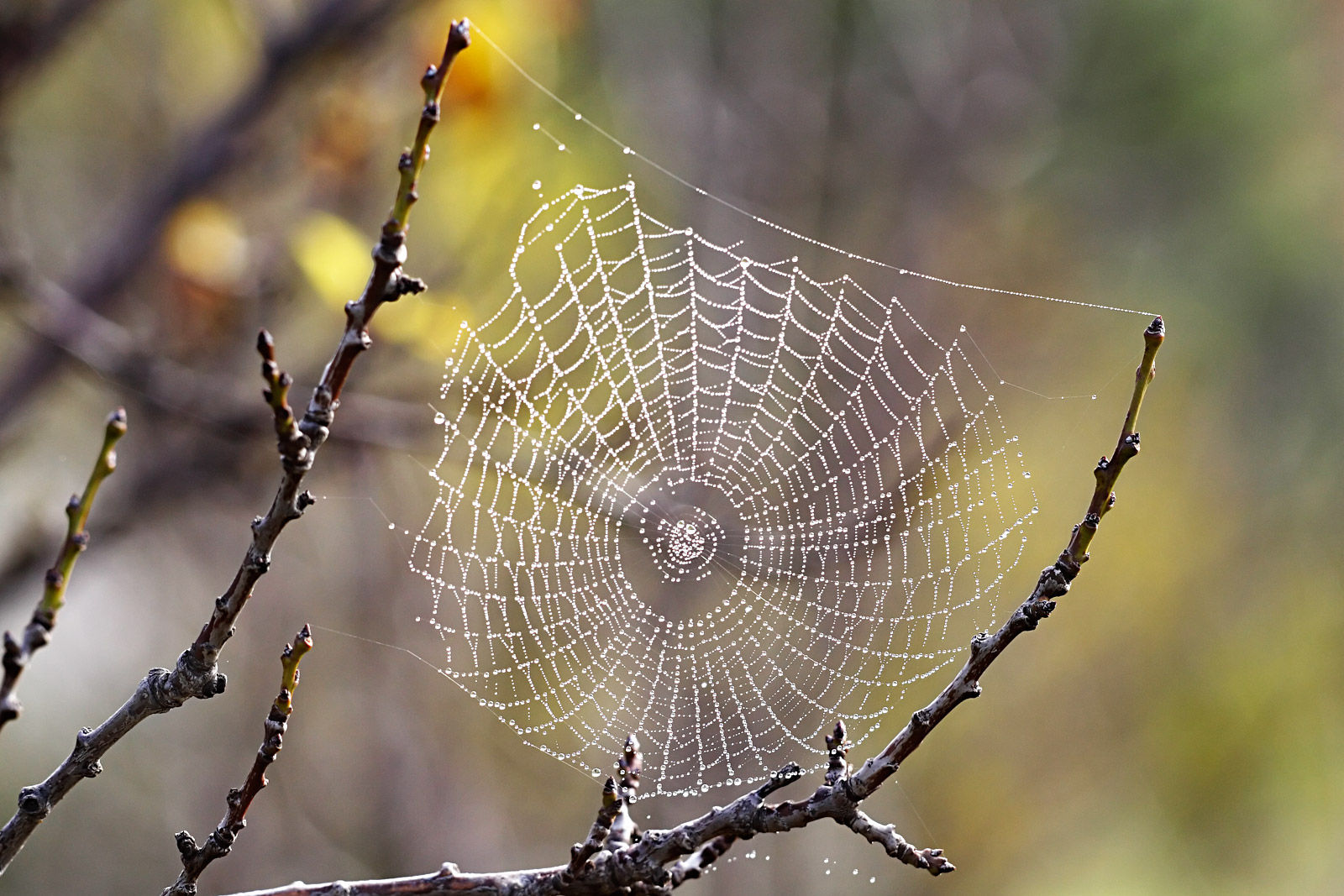 Wallpaper #82dGAZMBSpphPi3-KqlJ194 Filespider Web with Dew Drops03jpg Wikipedia