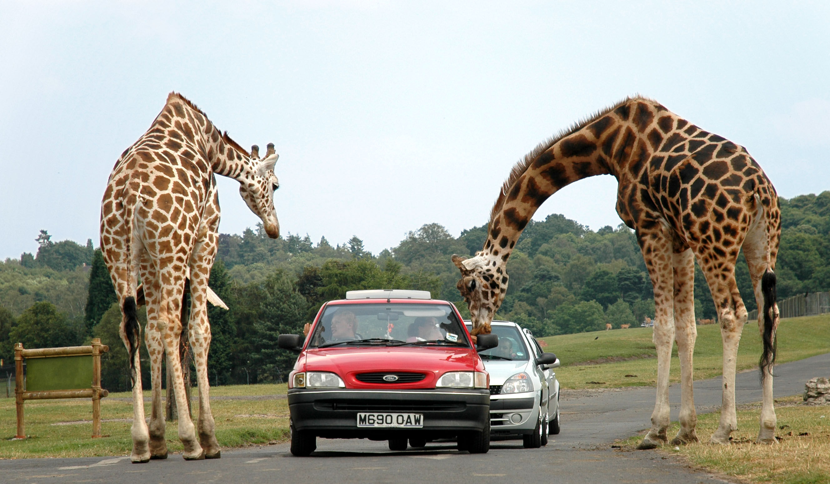 Wallpaper #Y3fvJ5MB-pgBXx6056hz30 Safari Park Wikiwand