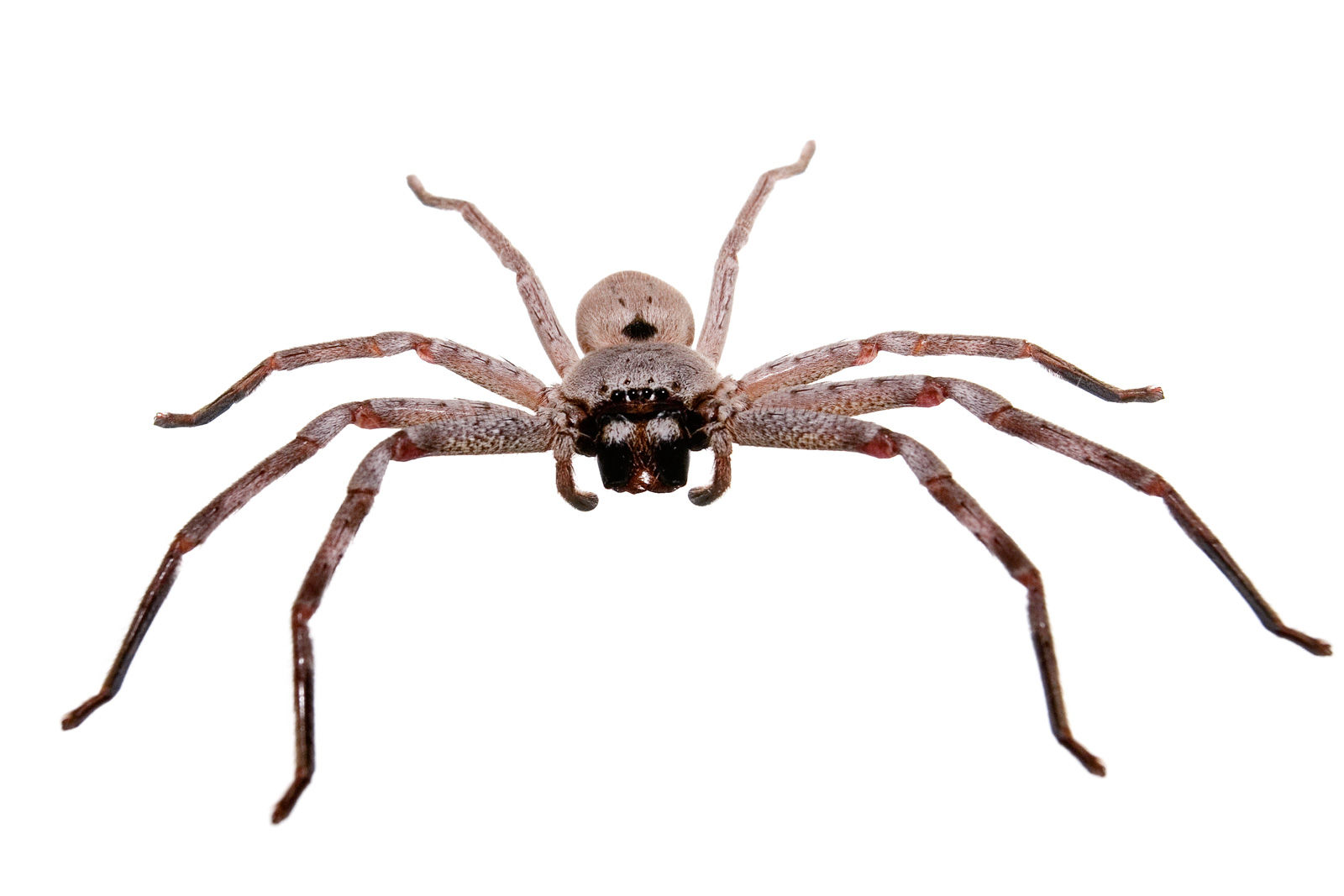 Wallpaper #wWeM-5IBSpphPi3-WJSY466 Filehuntsman Spider White Bg03jpg Wikipedia