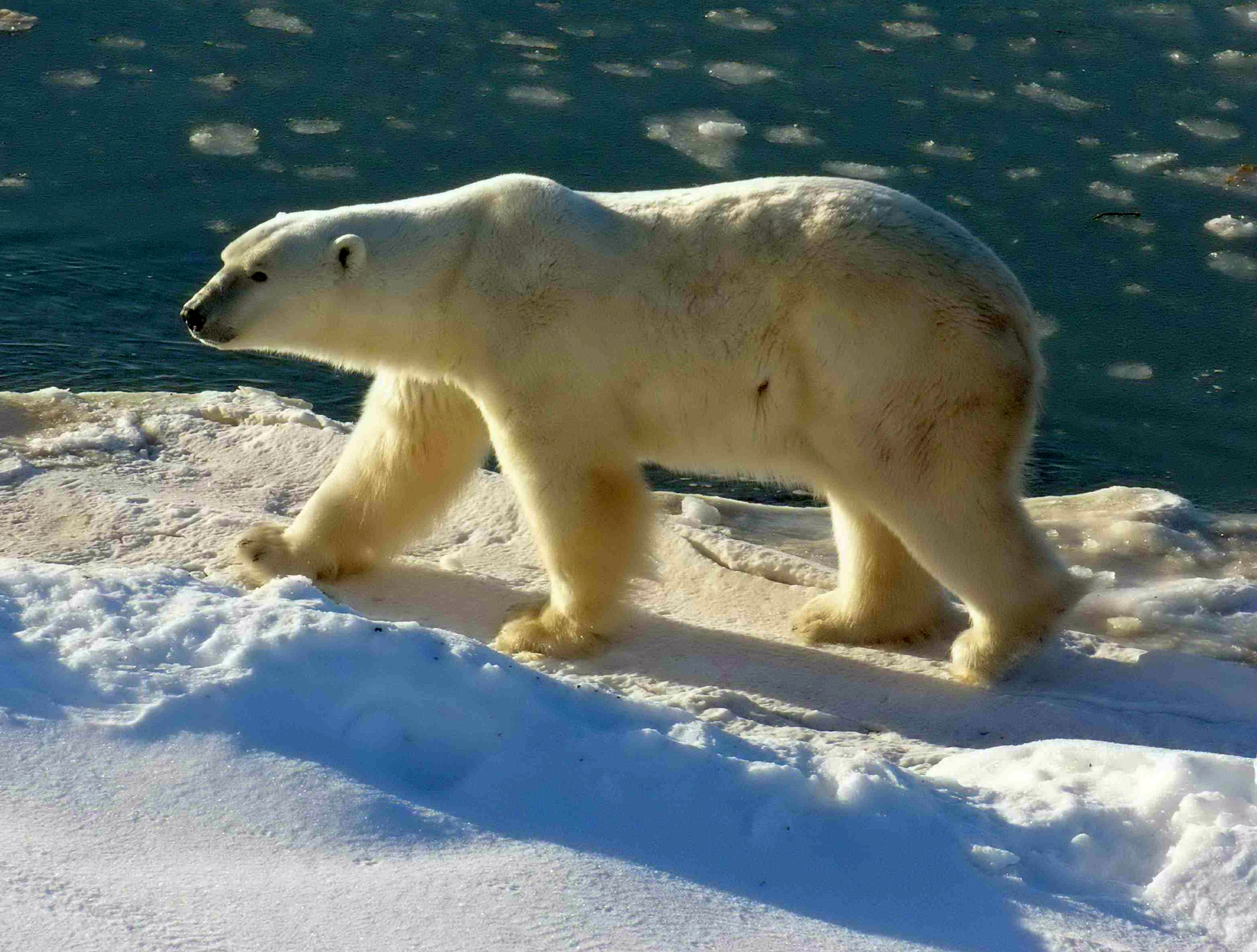 Wallpaper #3GcI-ZIBSpphPi3-g4to115 Dateipolar Bear 2004 11 15jpg Wikipedia