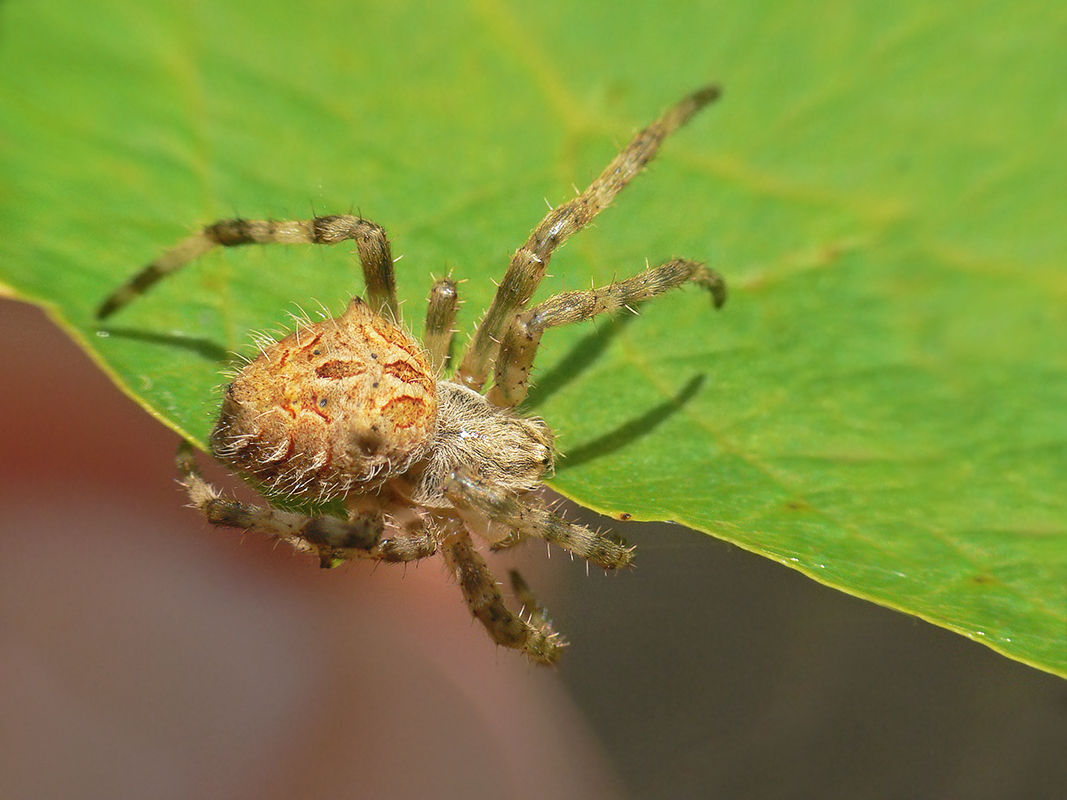 Wallpaper #xtWeNpMBY0Iw2JDGgZGQ144 Filespider Orb Weaver Eriophorajpg Wikimedia Commons