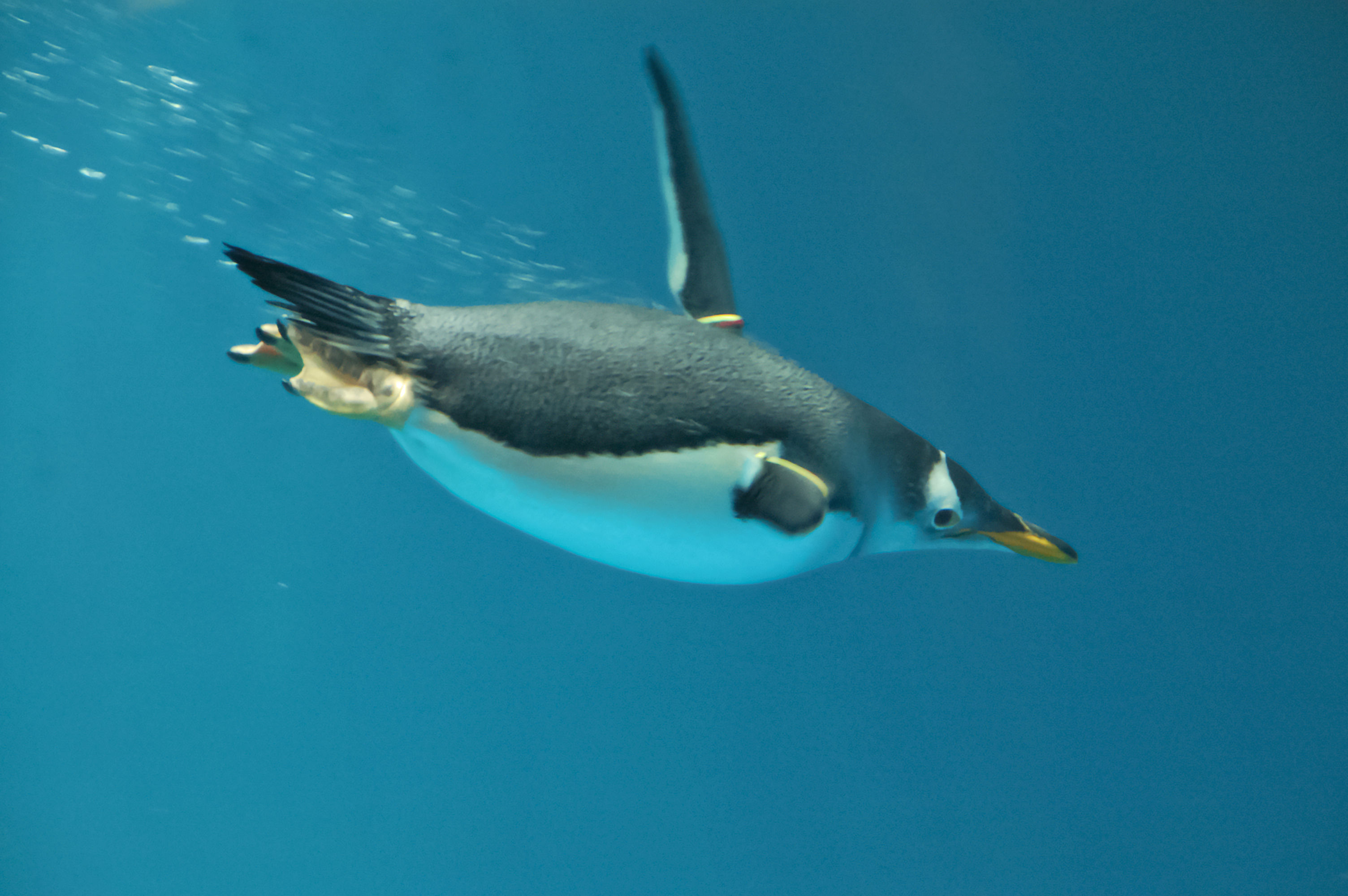 Wallpaper #n2f86pIBSpphPi3-WUk3286 Filepygoscelis Papua Nagasaki Penguin Aquarium Swimming Underwater