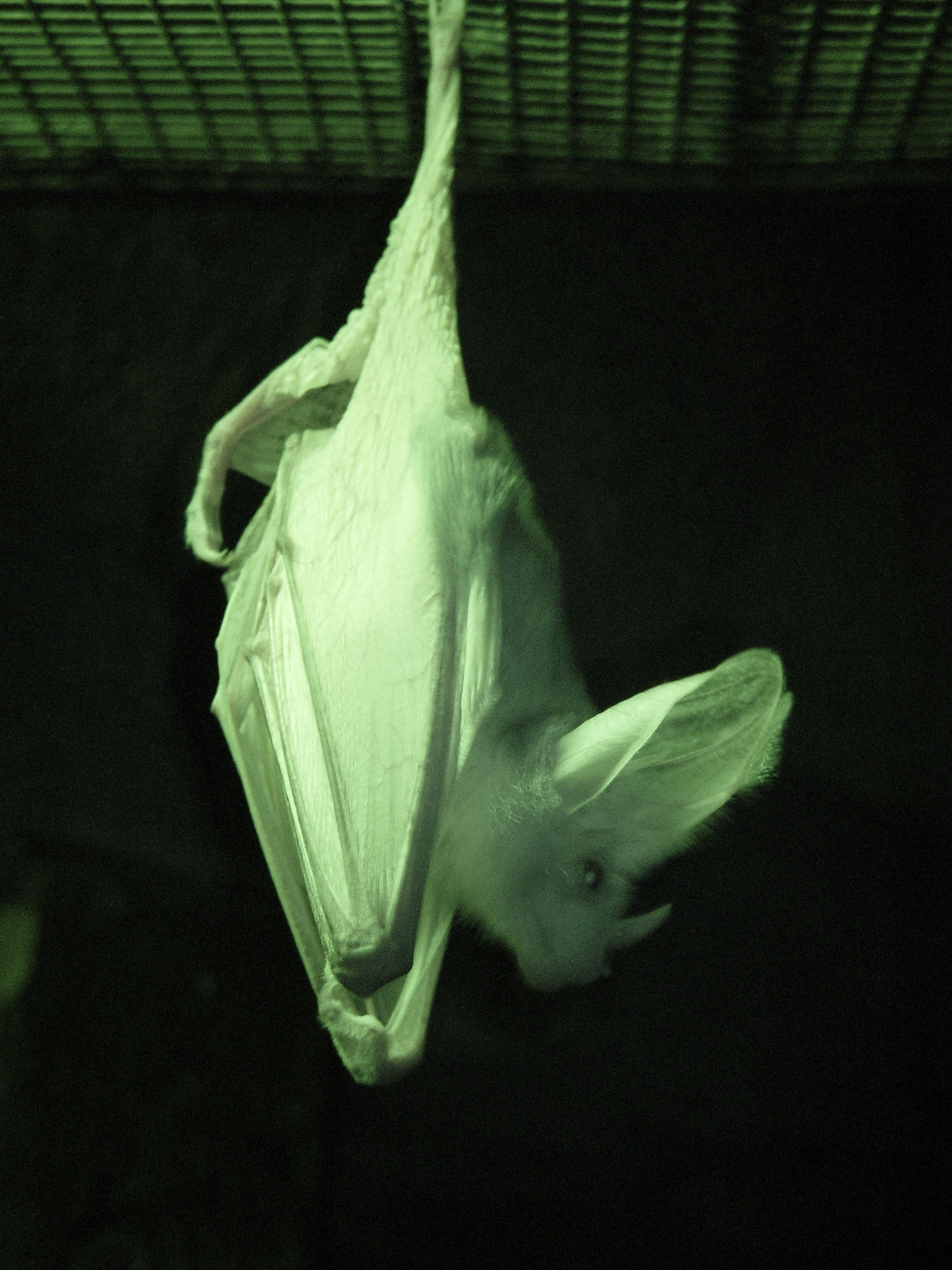 Wallpaper #JPSqOZMBKFX8bn3r5ncf479 Fileghost Bat Infrared Perth Zoojpg Wikimedia Commons