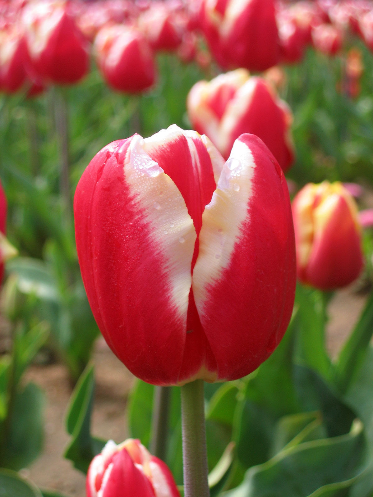 Wallpaper #0f480 Tulips Golden Varietie Stock Image Image of Grass 19338473