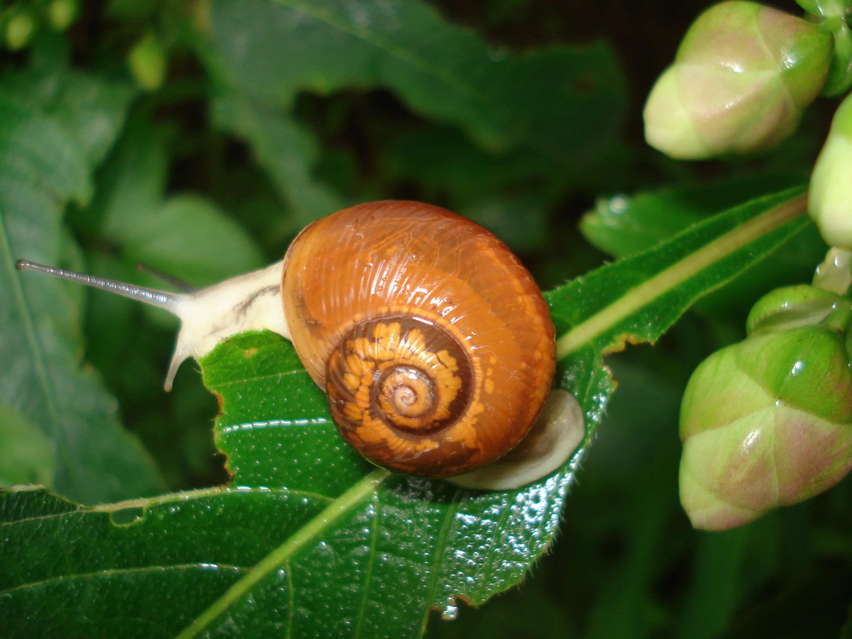 Wallpaper #7DE0NZMB5zzyi_yYk1WD442 Filesamsoncj Snail 07jpg Wikipedia