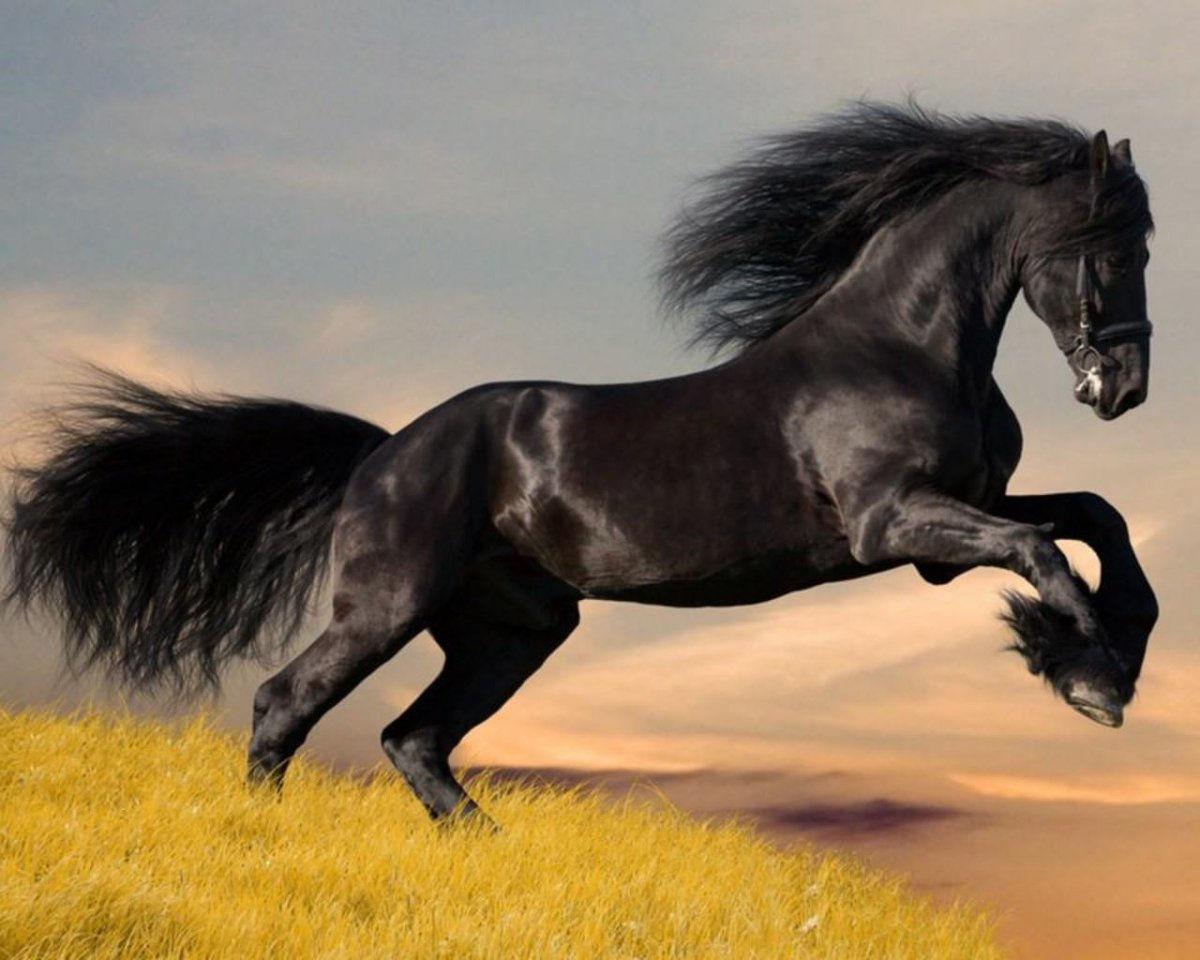 Wallpaper #-x2ULJMBlOZrFDOkz8qk79 Arabian Horse Wallpapers High Resolution Arabian Horse Wallpaper 6604