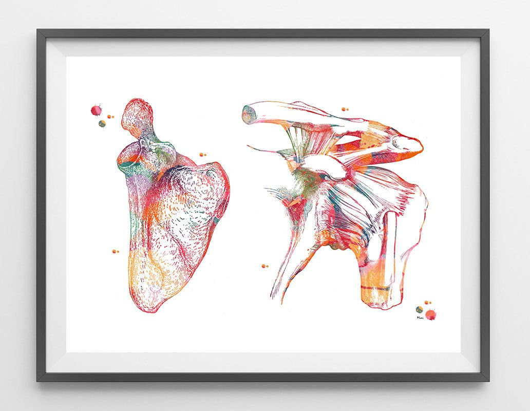 Wallpaper #WWdkEpMBSpphPi3-tvsO90 Scapula and Clavicle Watercolor Print Anatomy Art Shoulder Bones with