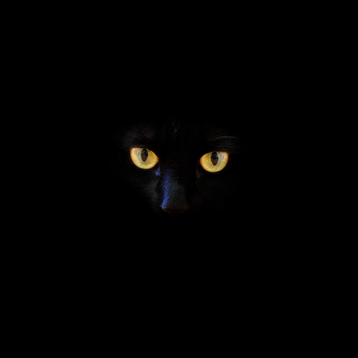 Wallpaper #0002c Glowing Wolf Eyes at Night