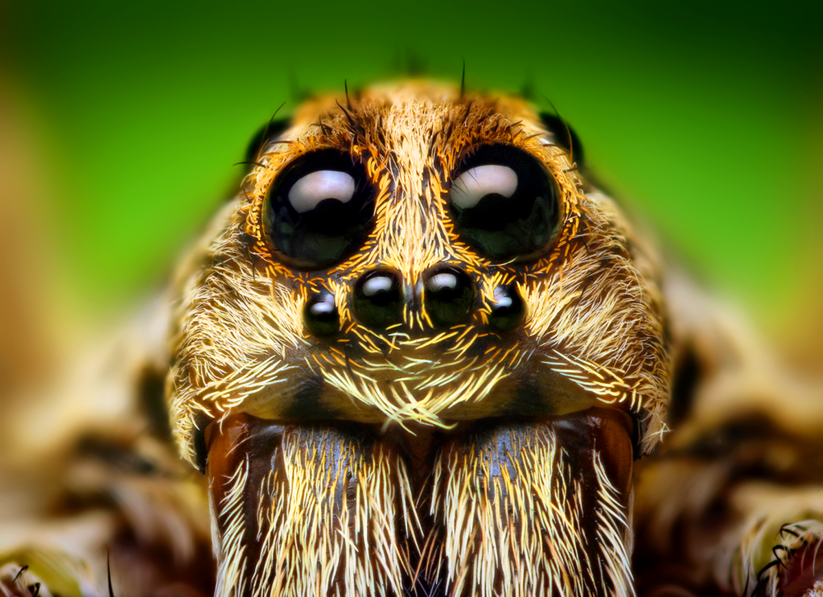 Wallpaper #P2dR65IBSpphPi3-3kuz266 How Many Eyes Does a Spider Have What Do Spider Eyes Look Like