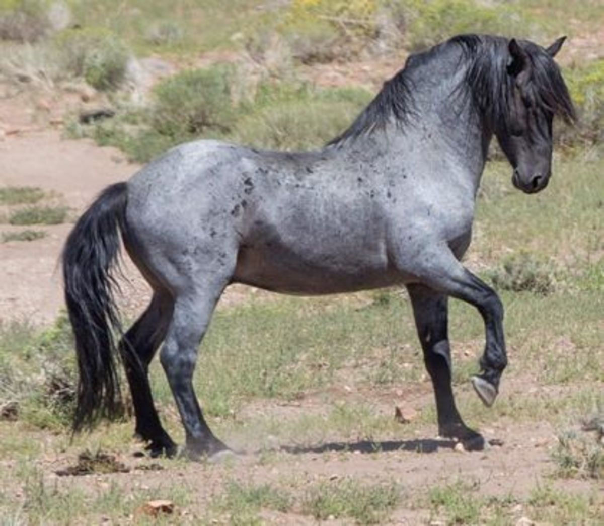 Wallpaper #-XMxhI4BFI5NbQks2hxF19 Grey Appaloosa Paint Horse Kremi Png