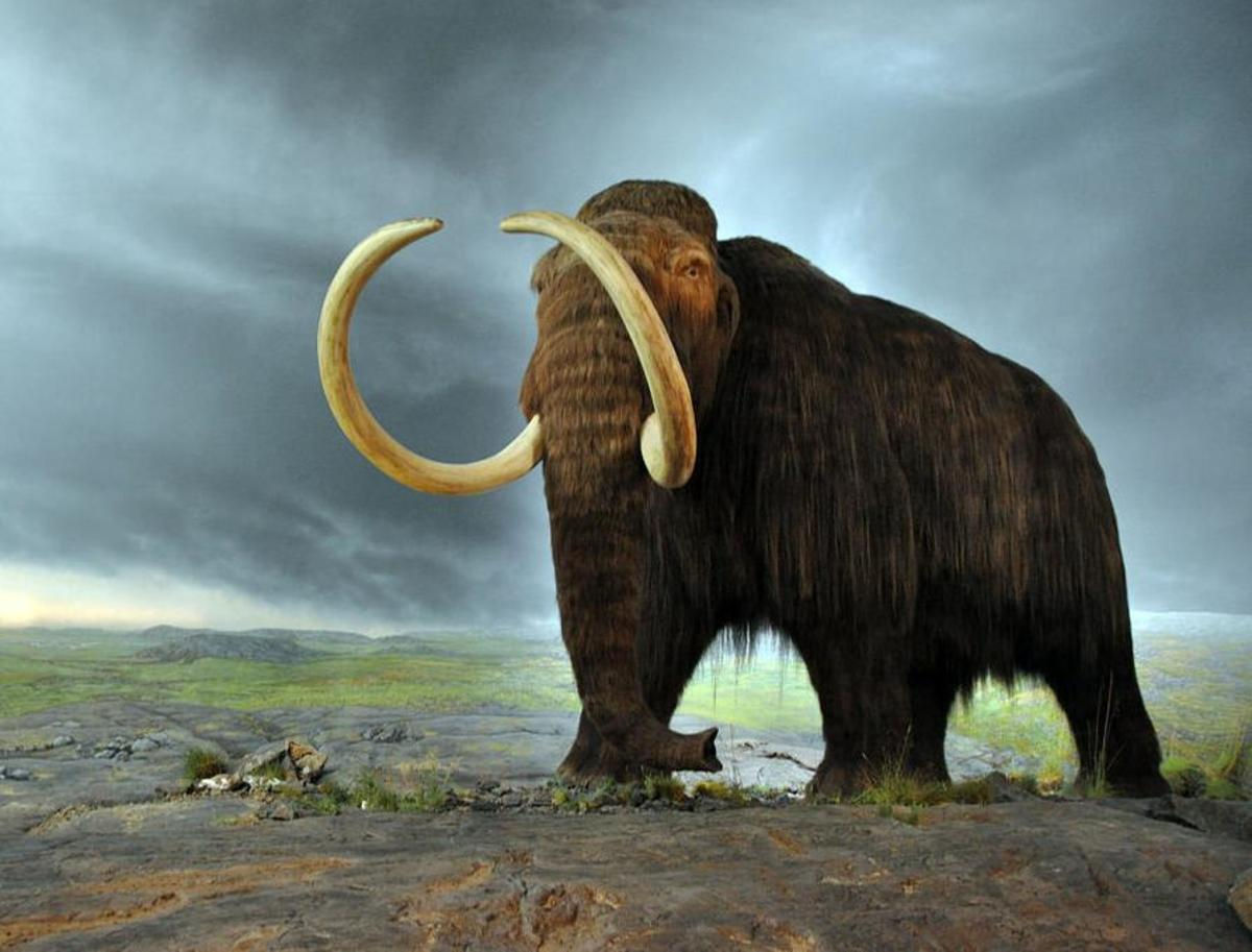 Wallpaper #Yh2rLJMBlOZrFDOkw8sX131 Most Beautiful Extinct Animals