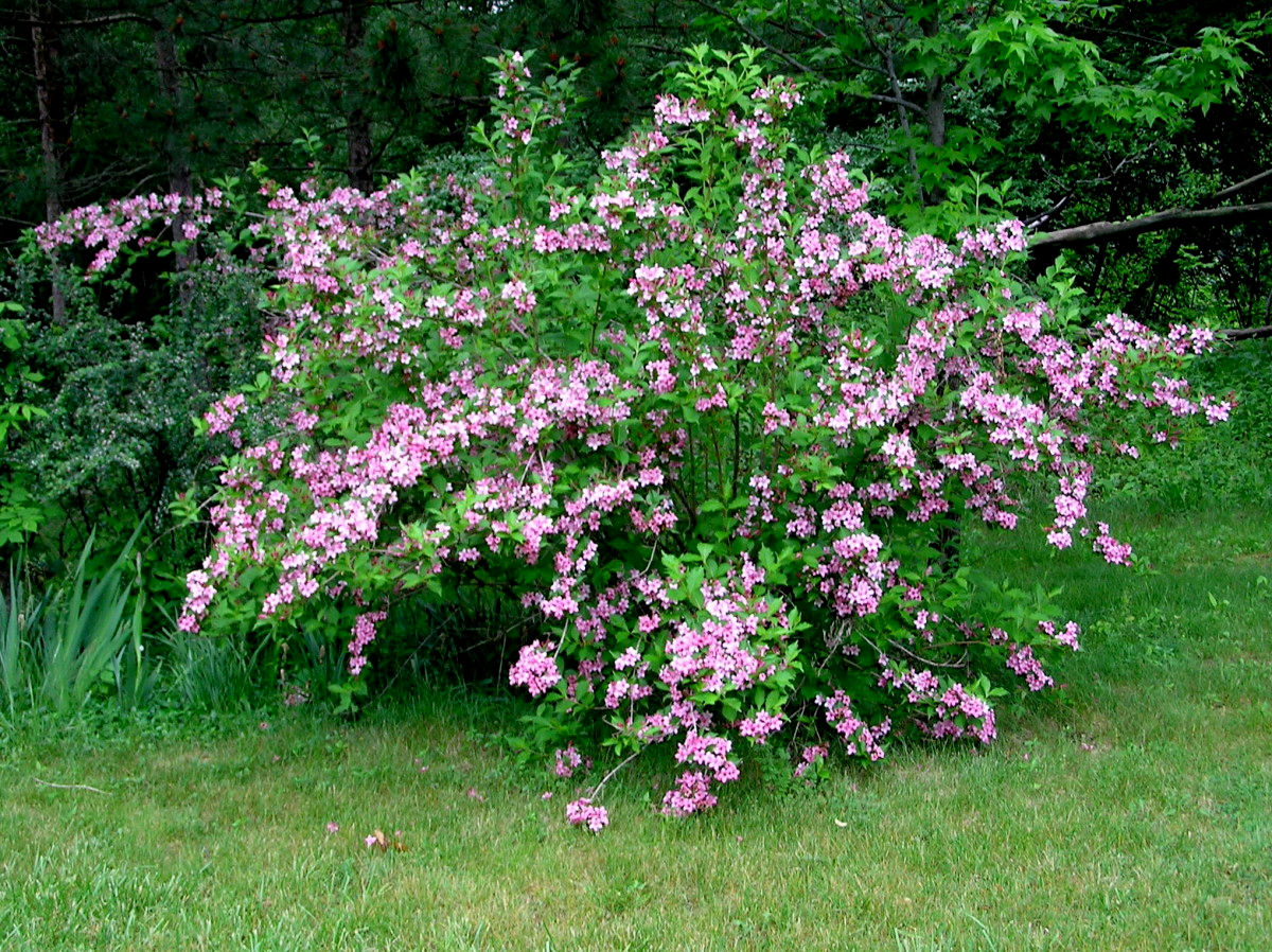 Wallpaper #A26DC Low Flowering Shrubs for Shade Fanny Healthy Life