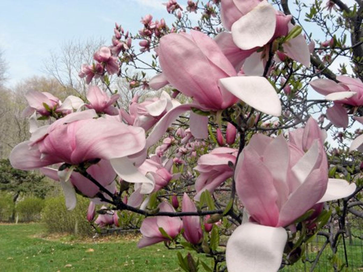 Wallpaper #35F56 Pink Magnolia Trees Crazy for Gardening