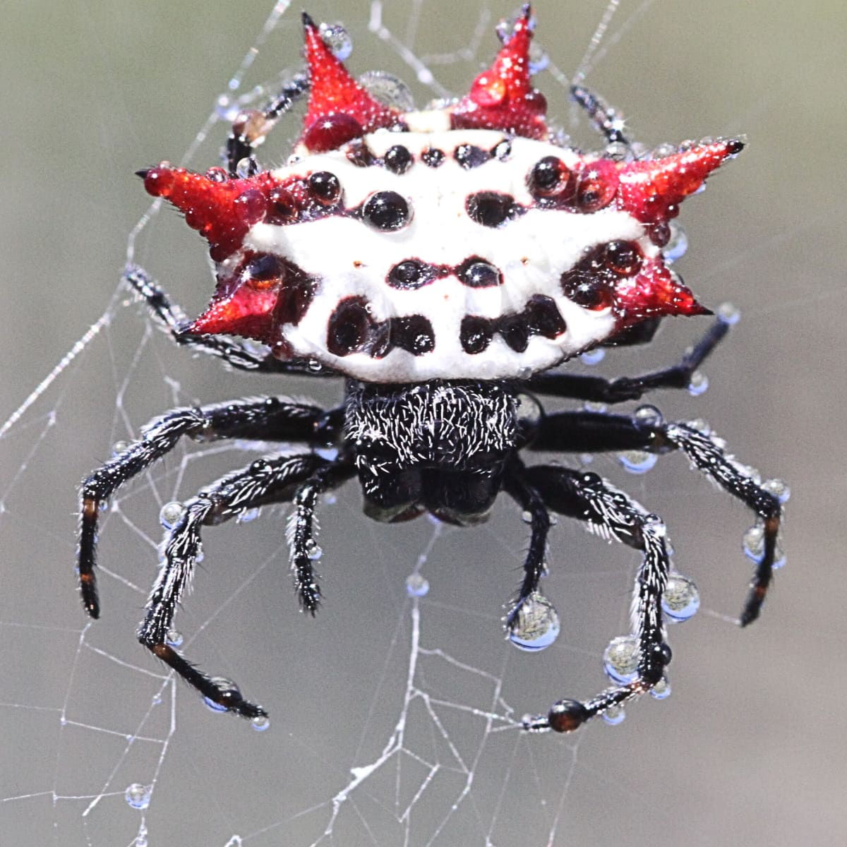 Wallpaper #E1Zdd5cBsd6xcFiEX9pZ153 Scary Spider Pictures Spiders Aren T That Scary Oklahoma State