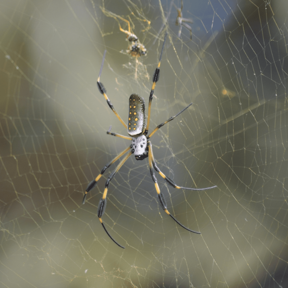 Wallpaper #dmevDpMBSpphPi3-H-tz337 Banana Spider Web Zigzag