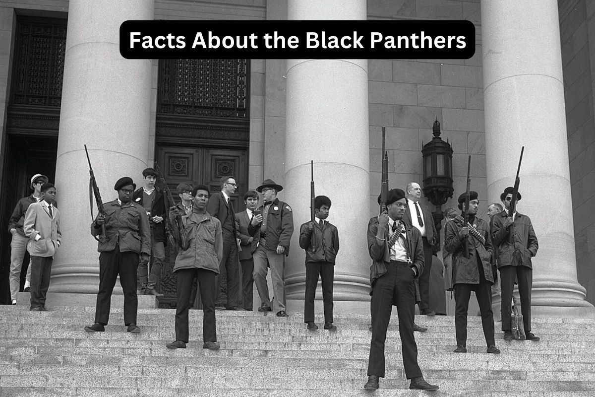 Wallpaper #6d884 The Black Panthers Vanguard of the Revolution Documentary About