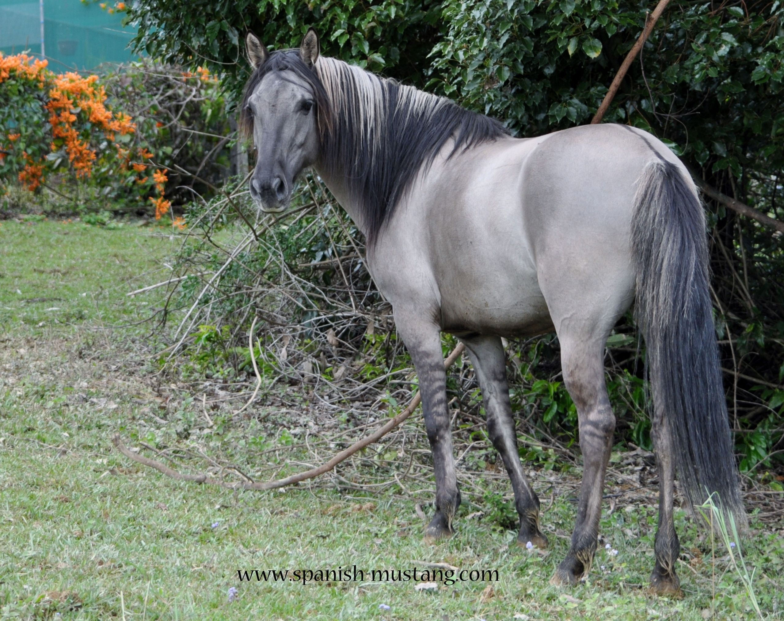 Wallpaper #C2eD8pIBSpphPi3-XnEU298 Horses Spanish Mustang Rare Breeds Trust of Australia Tidyhq