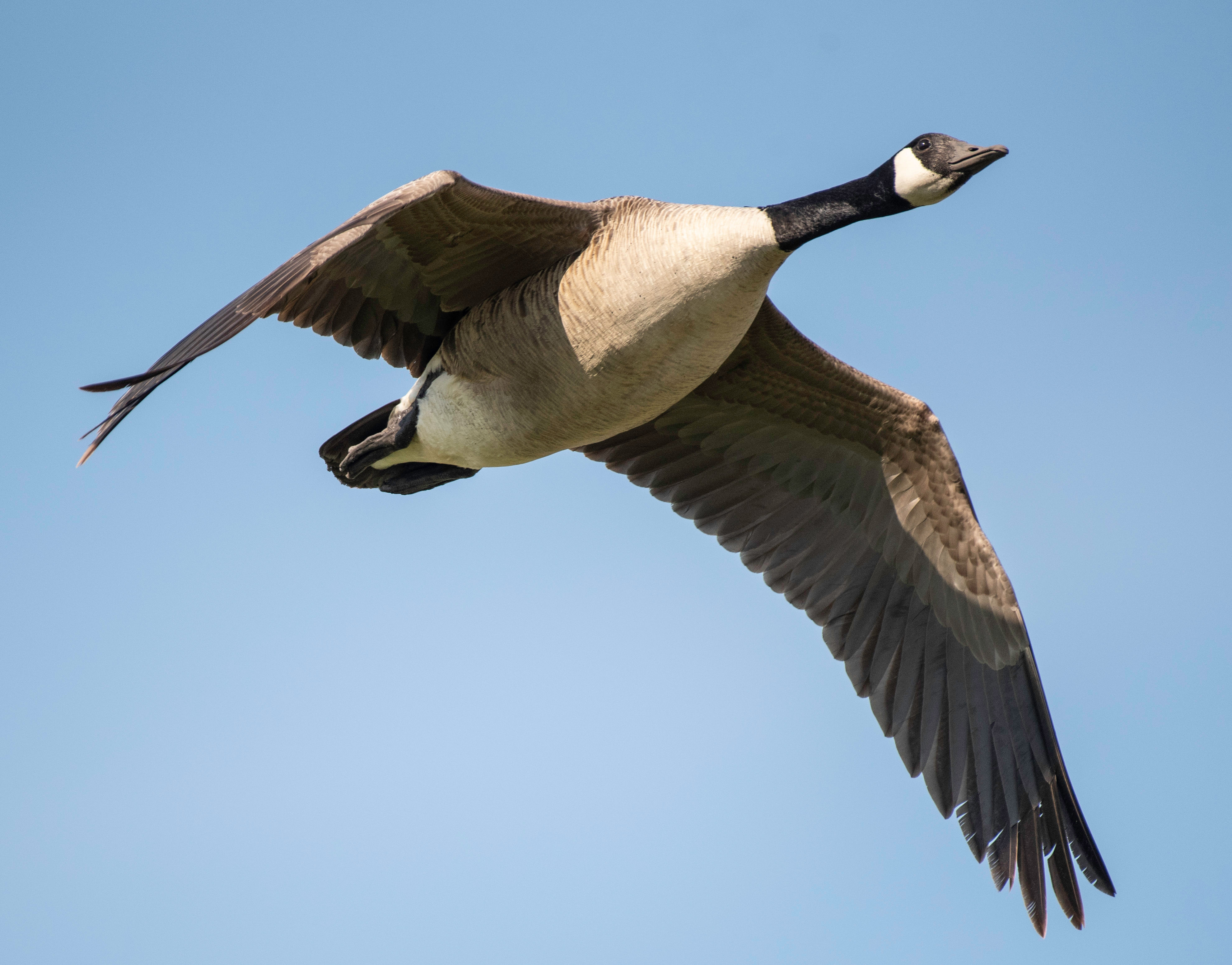 Wallpaper #4334F Canada Goose Migration a Complete Guide Birdfact