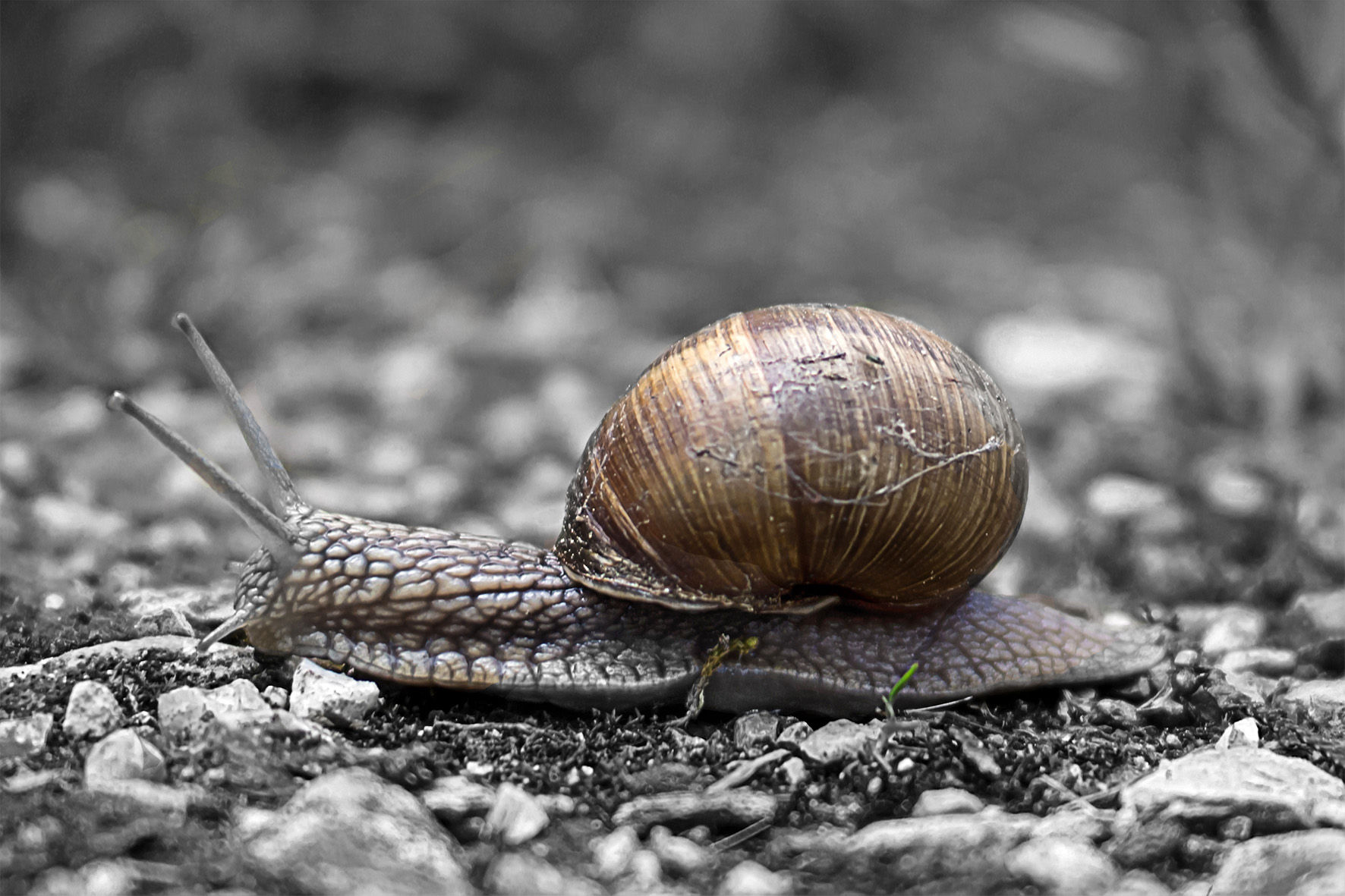 Wallpaper #9mdFCpMBSpphPi3-NNO0352 Detailed Snail Crawling Across the Ground Image Free Stock Photo