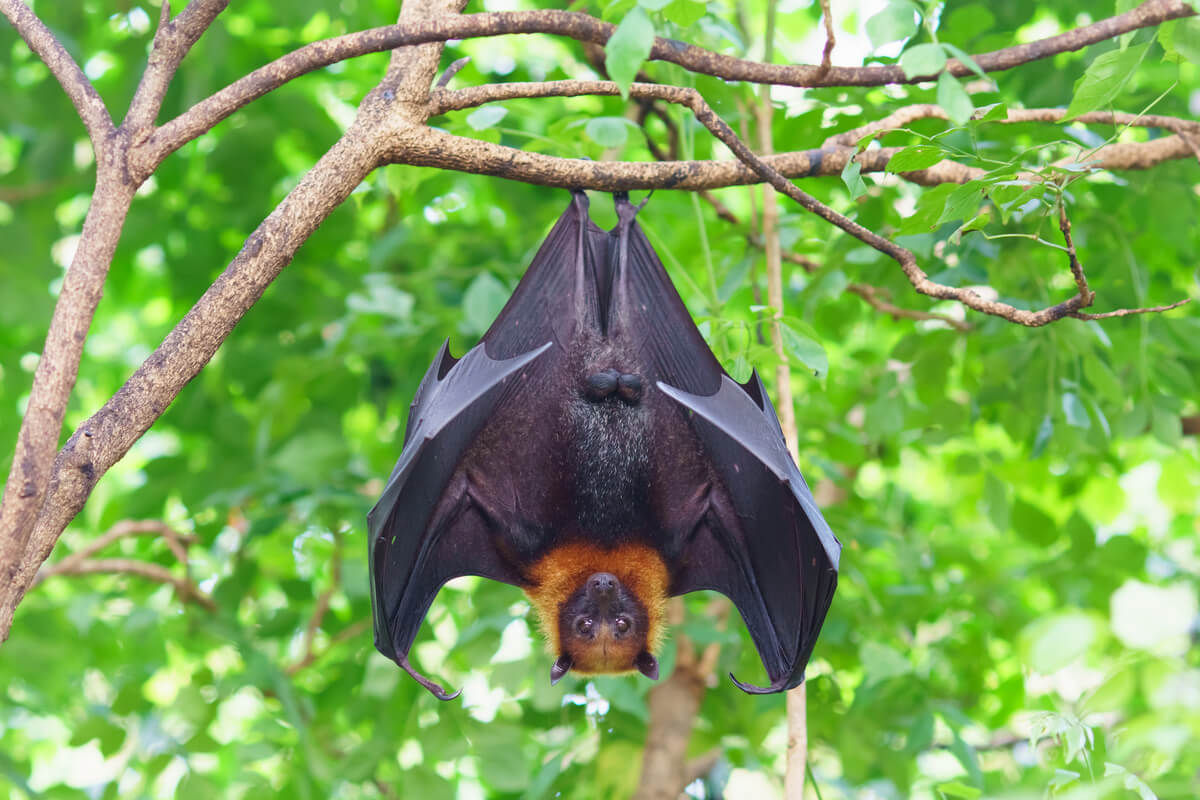 Wallpaper #2mdTDJMBSpphPi3-nt1P355 I Pipistrelli Sono Ciechi