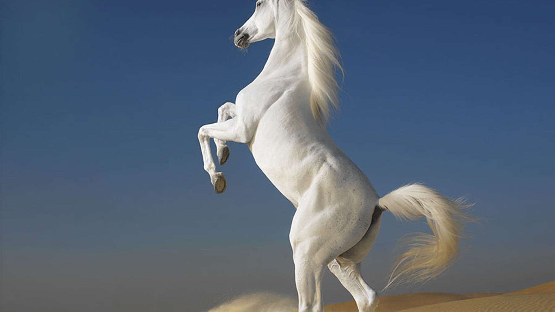 Wallpaper #-x2ULJMBlOZrFDOkz8qk110 Arabian Horse Wallpaper 1920x1080 58029
