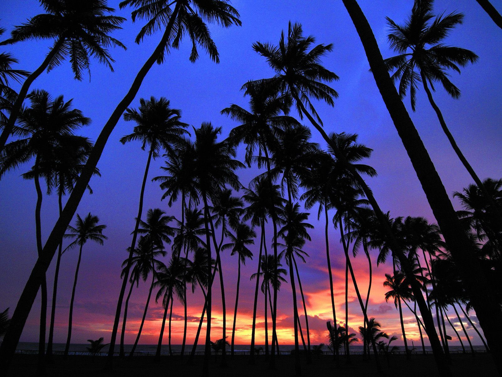 Wallpaper #2mhXIpMBSpphPi3-pTKE323 Palm Trees Wallpaper 1600x1200 75556