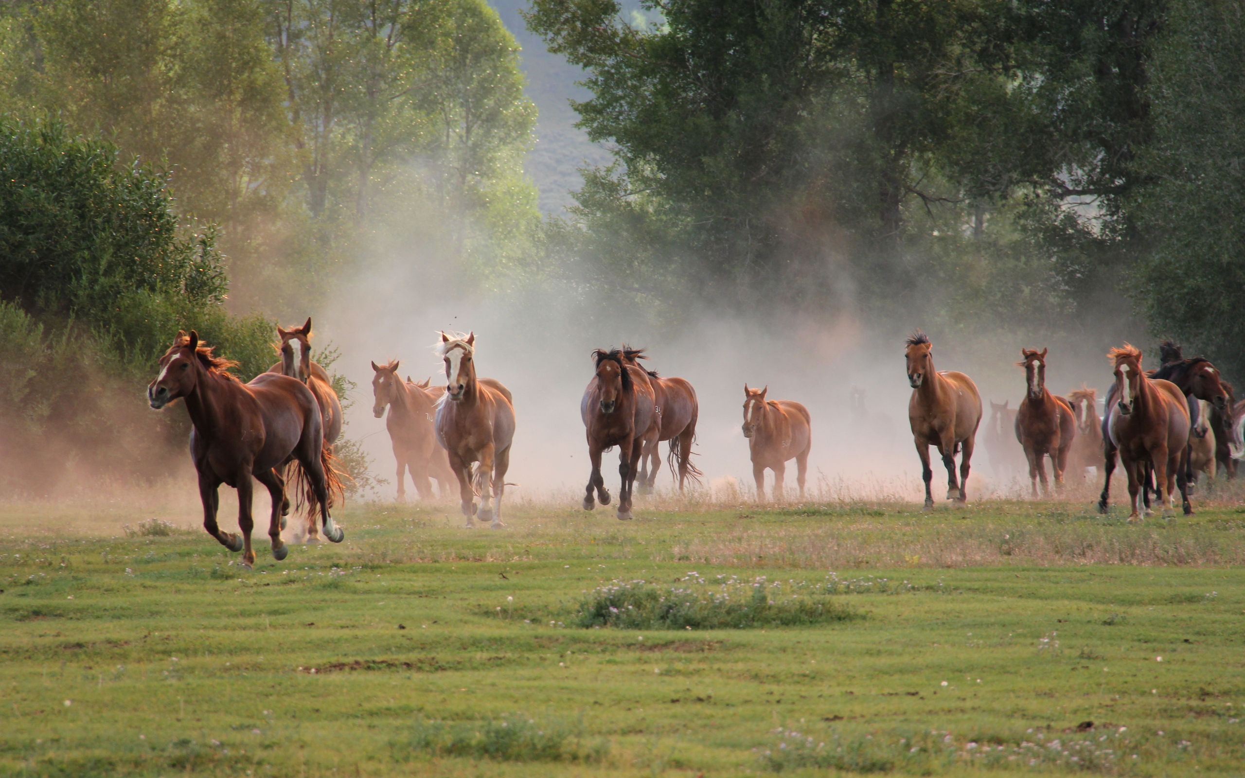 Wallpaper #HWdNCpMBSpphPi3-pNQH330 Caballo Full HD Fondo De Pantalla and Fondo De Escritorio 2560x1600