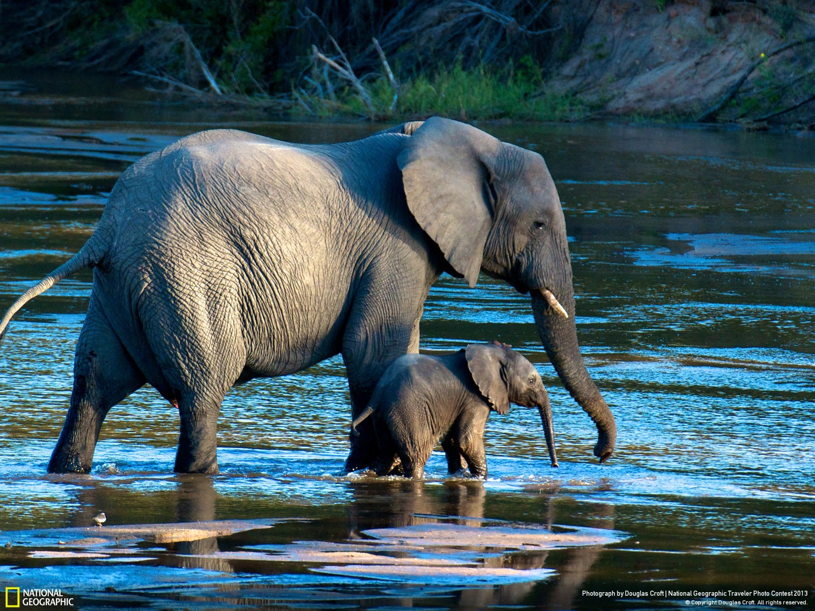 Wallpaper #sHfNJ5MB-pgBXx60h6cK240 African Bush Elephants Stunning HD Wallpaper by Dauglad Croft