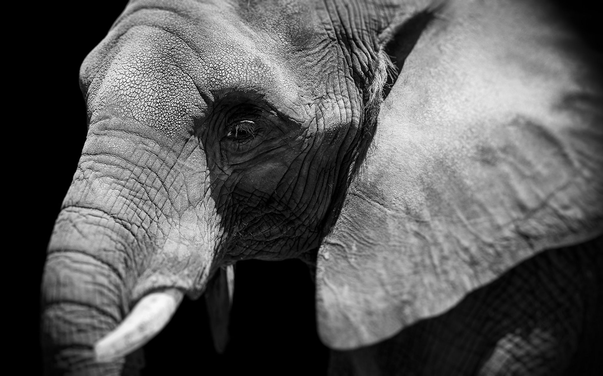 Wallpaper #sHfNJ5MB-pgBXx60h6cK88 Elephant Full HD Wallpaper and Background Image 1920x1200 Id417316