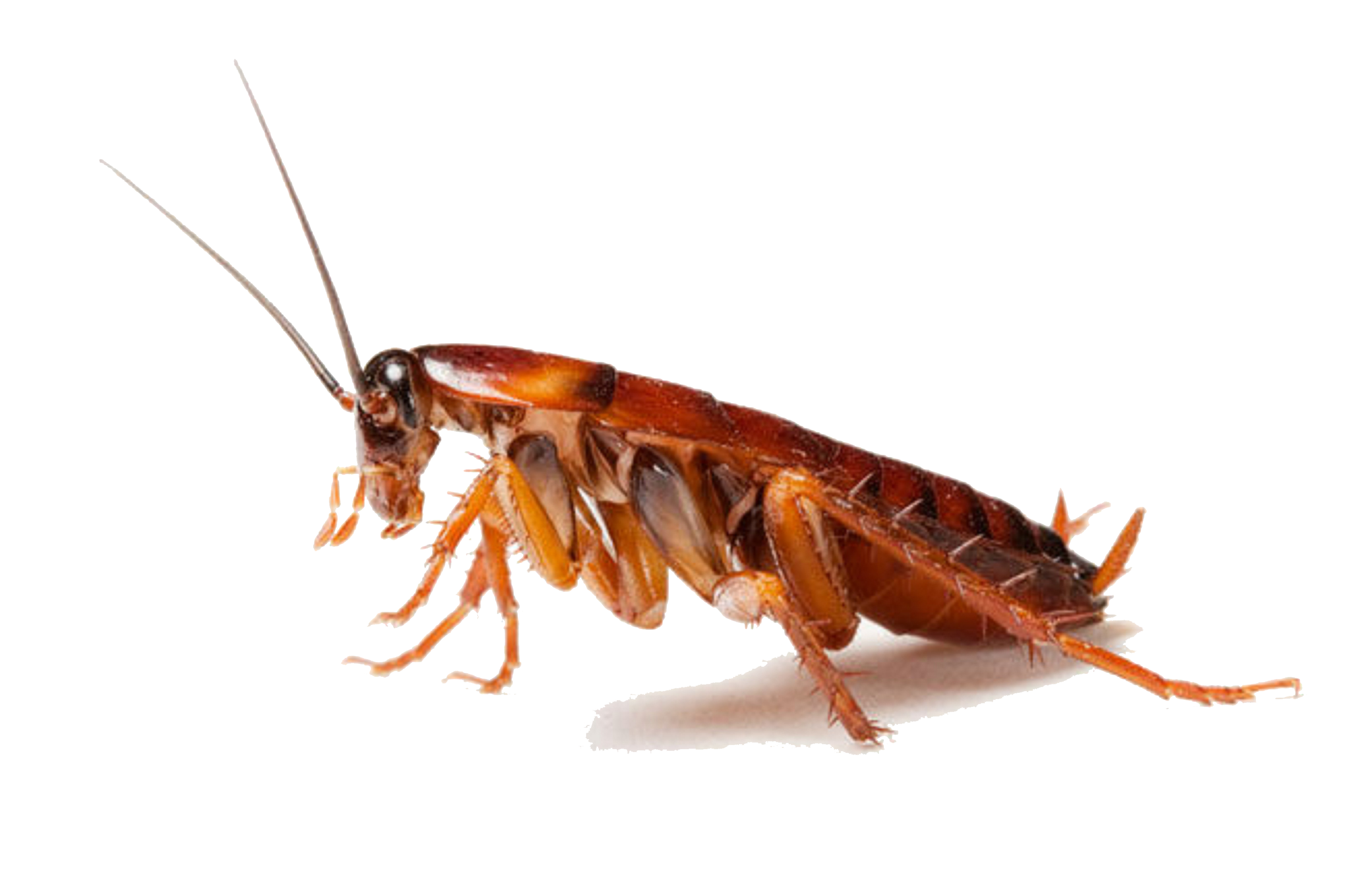 Wallpaper #SWdXCpMBSpphPi3-q9Qk338 Termite Pest Controls Cockroach Images