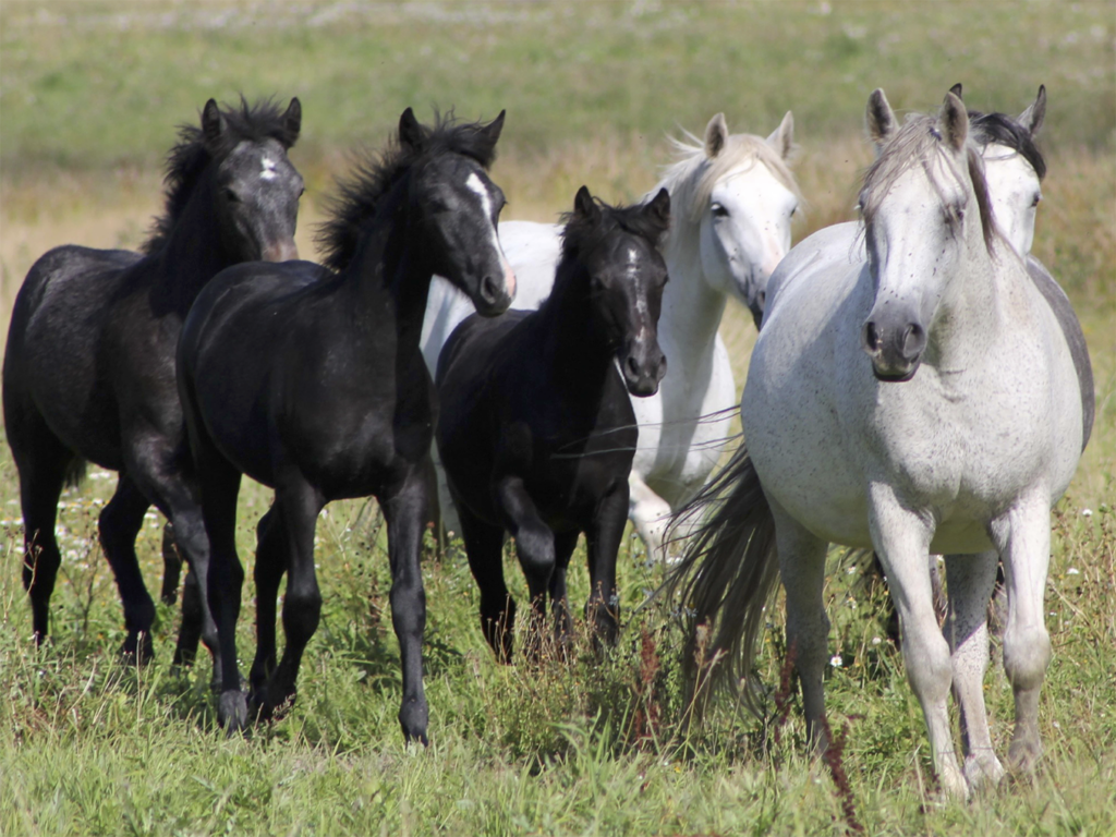 Wallpaper #ovBcgJcBi4JM6agGYCEx27 Gene Variants Determine Speed of Graying in Horses