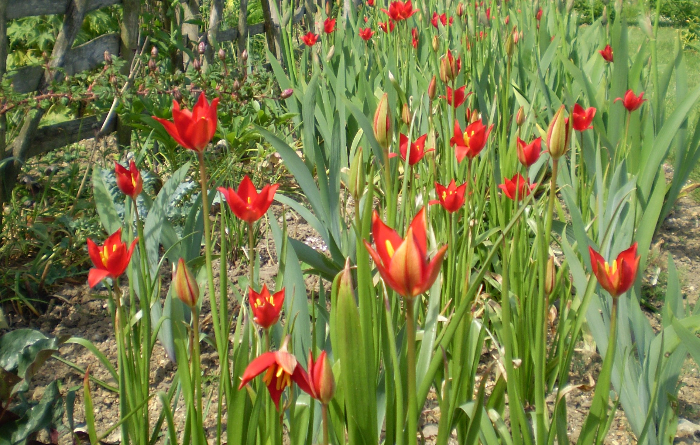 Wallpaper #0f480 Tulips Golden Varietie Stock Image Image of Grass 19338473