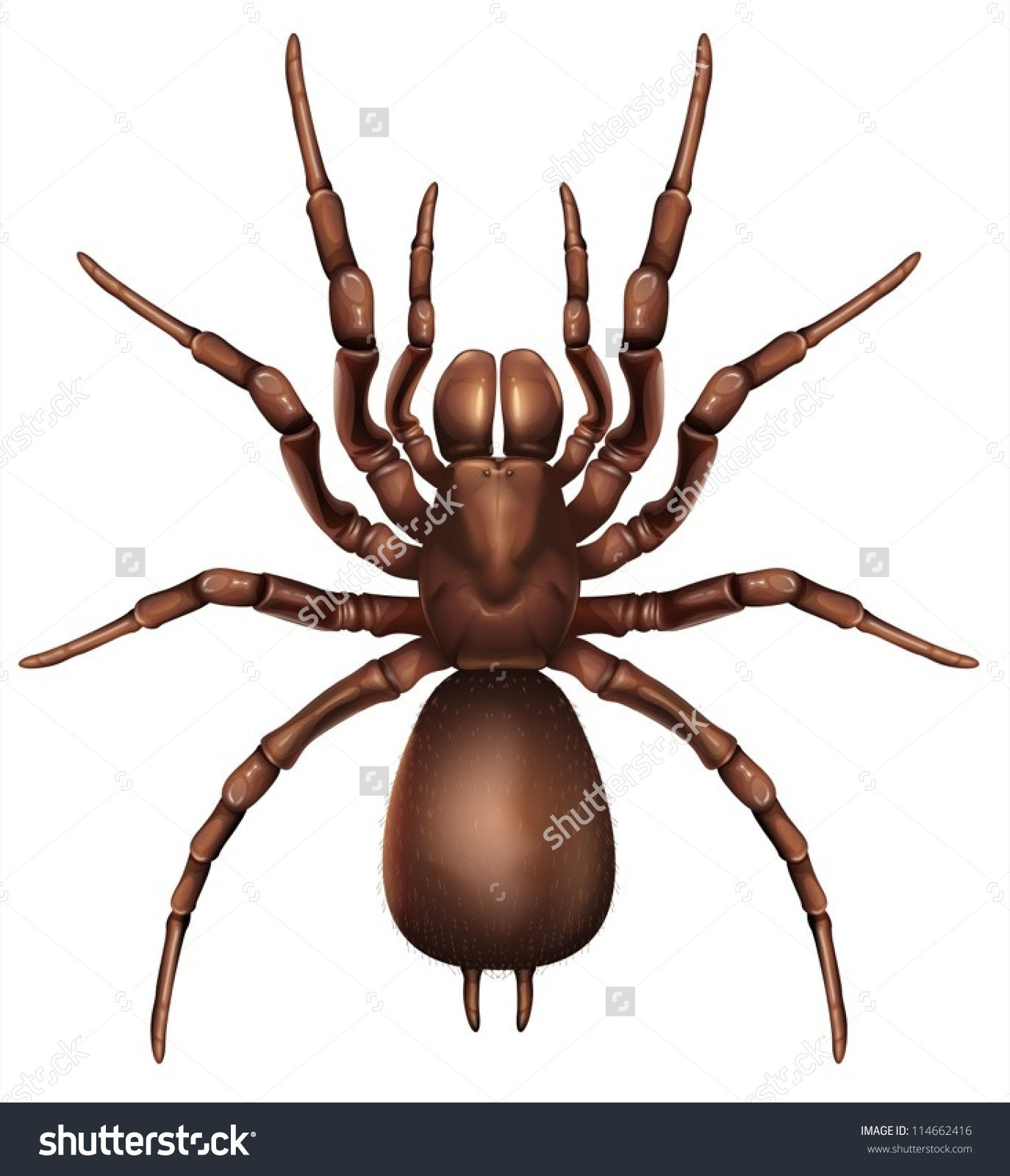 Wallpaper #46455 Brown Spider Cartoon Isolated Illustration Stock Vector Image Art Alamy