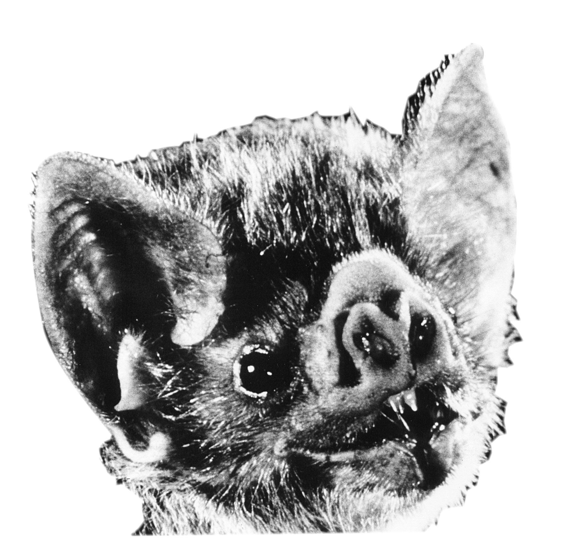 Wallpaper #r3KDMpMBX2lk1u3ogFrF179 Vampire Bats and American Politics the Boston Globe